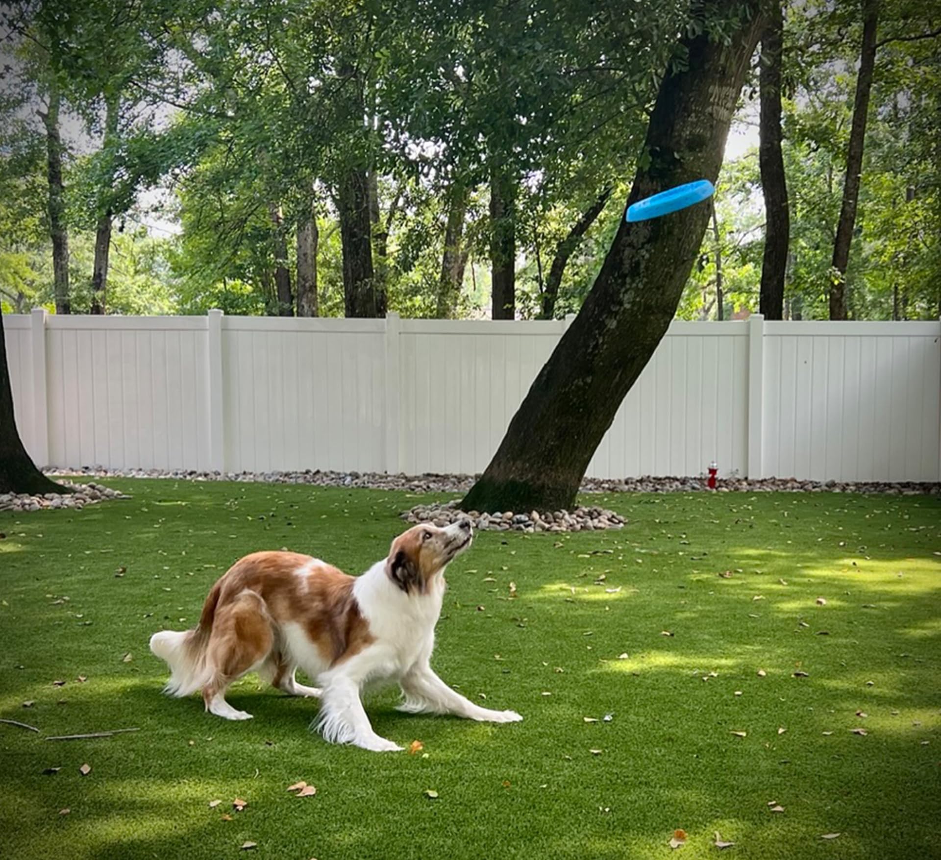 Bluewater - Frisbee para perros, flotante, impermeable, ligero, espuma duradera, disco aerodinámico para perros medianos y grandes, frisbee para buscar, atrapar, buceo, juego, 8.5 pulgadas (rosa)