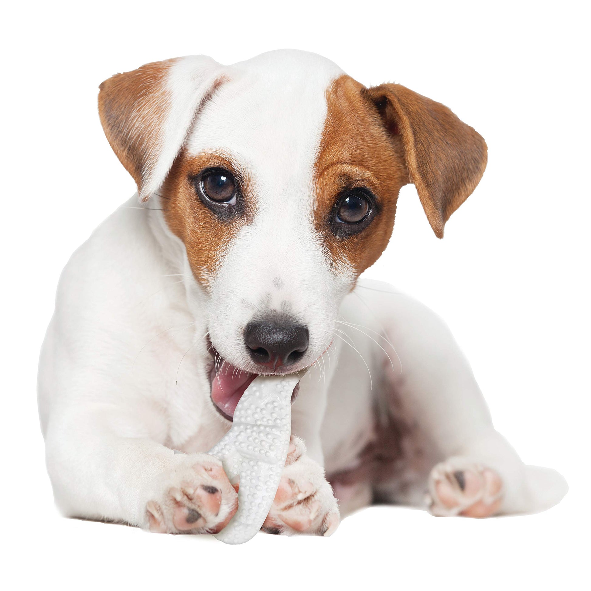 Juguete Masticable para Perro Nylabone Sabor Pollo Dino Dental Dura Pequeño
