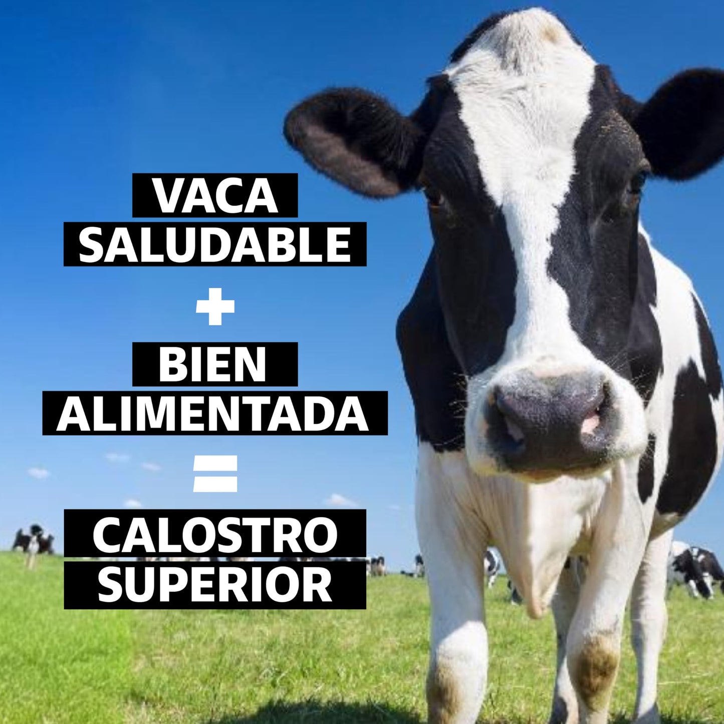 Beyond Vitamins | Calostro Bovino Grass Fed de Libre Pastoreo 1000 mg, Bovine Colostrum de Calidad Certificada (60 Cápsulas)