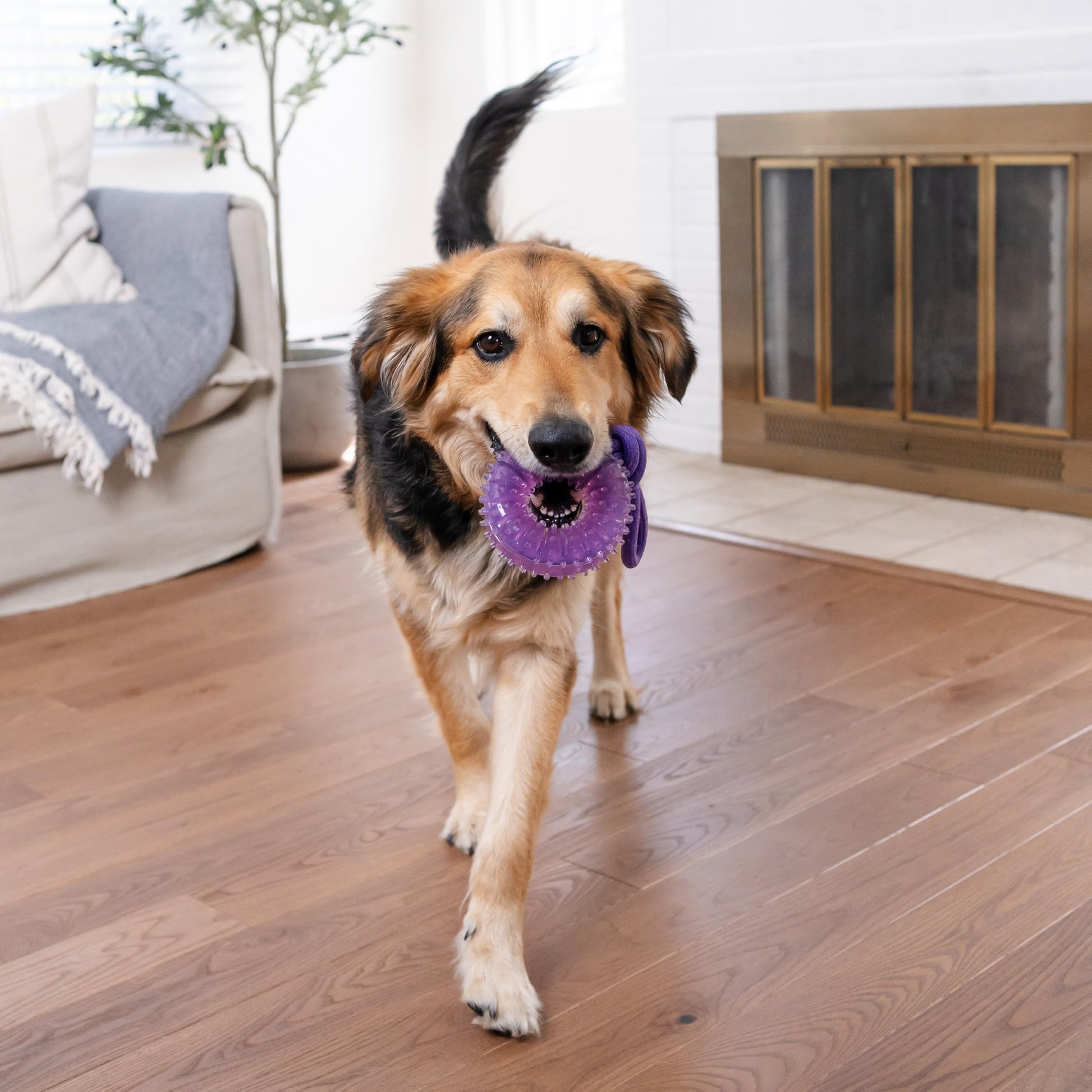 Juguete Dental y Tirador Outward Hound Morado para Perro