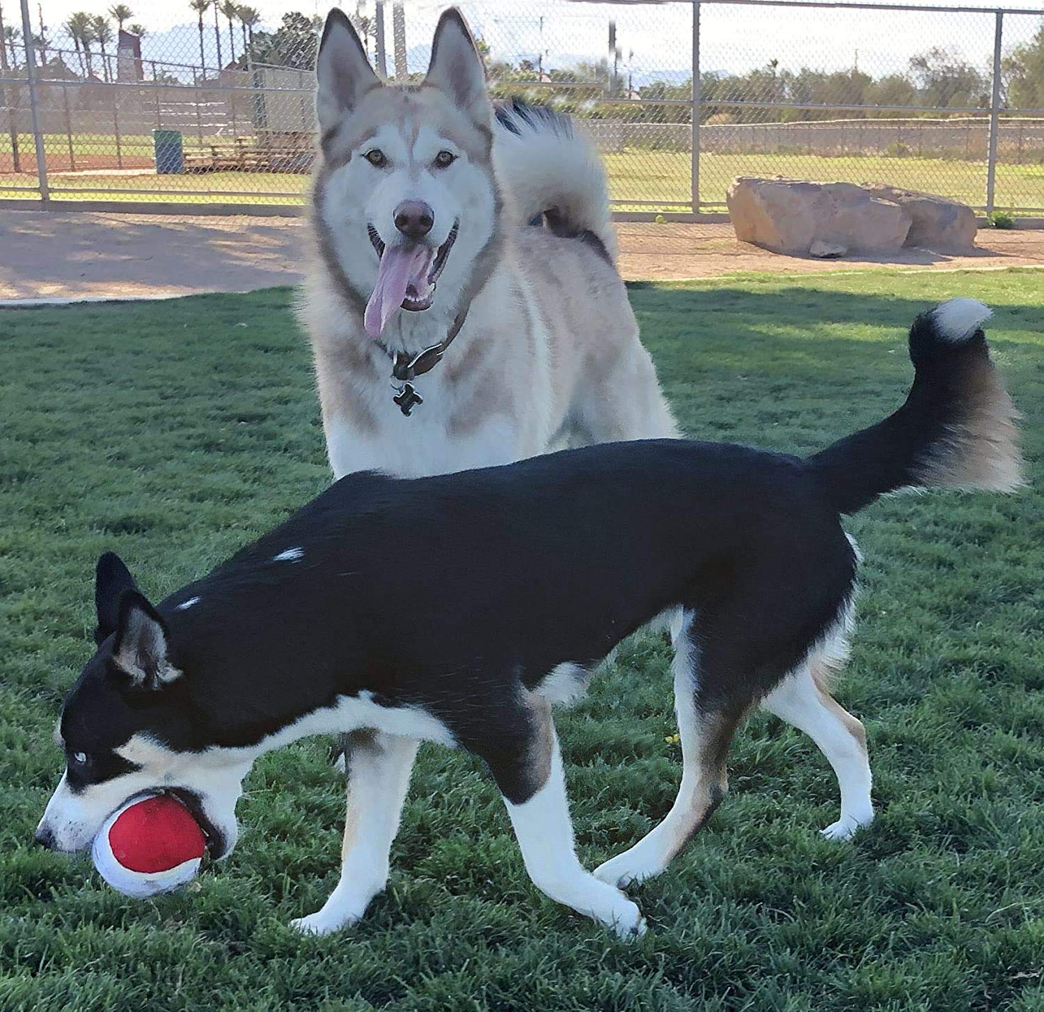 Juguetes para perros grandes – Apoya el rescate de perros sin fines de lucro – Juguetes de cuerda para perros grandes interactivos para aburrimiento – Juguetes de cuerda gigante para razas grandes – Juguetes para perros XL – Pelota de tenis gigante de bús
