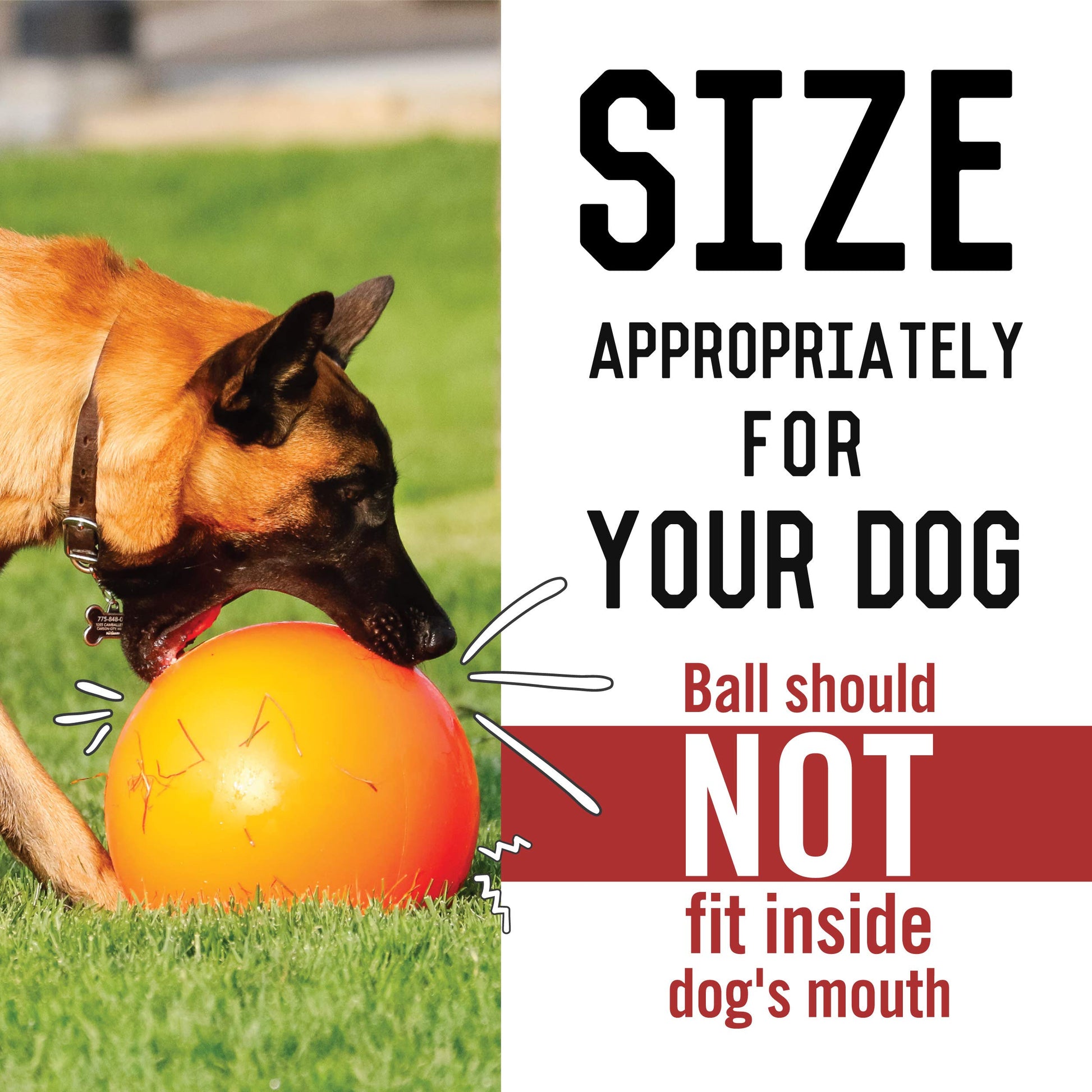 Bola para Perros Doggie Dooley 6 Pulgadas Indestructible