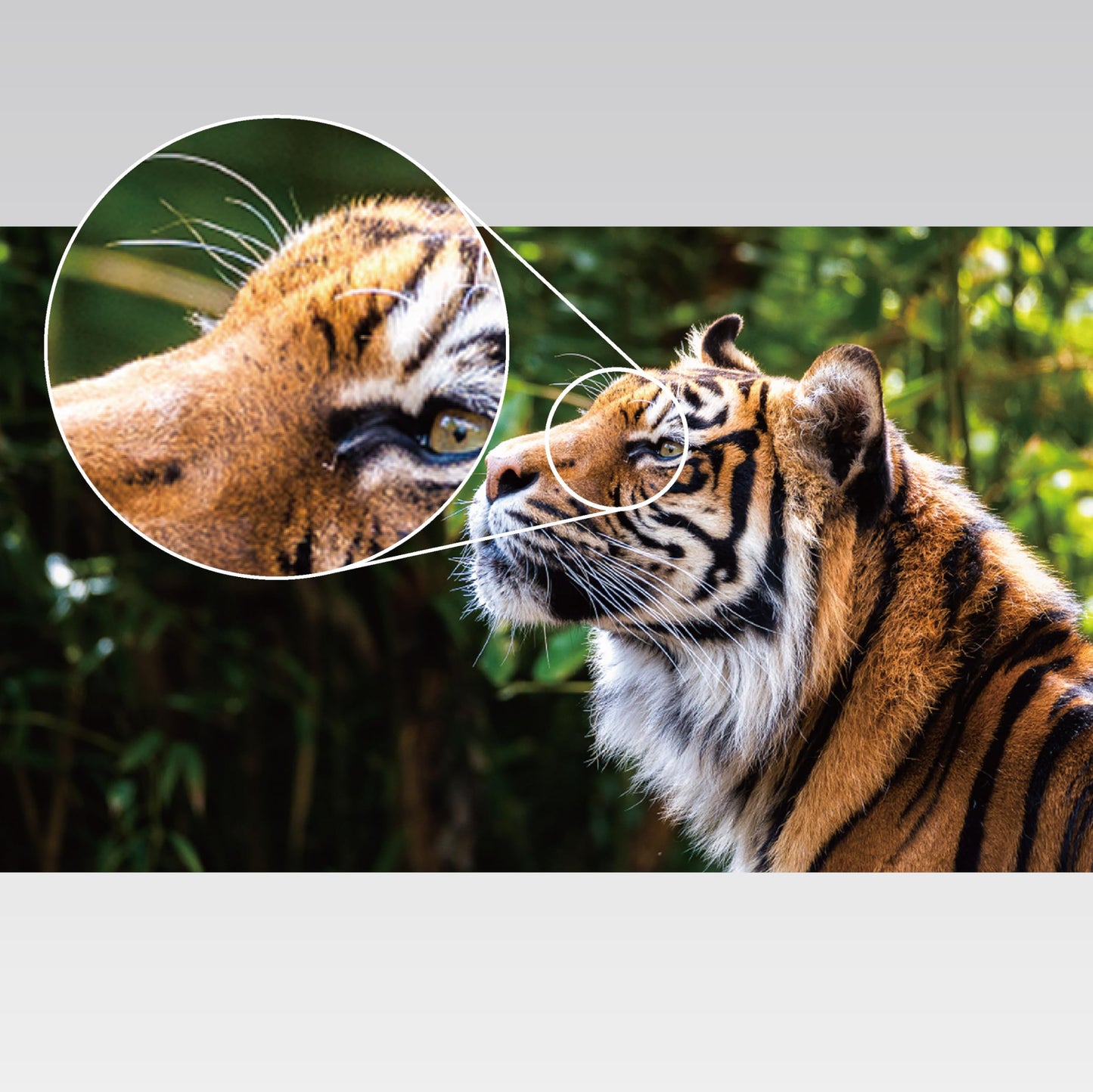 Proyector Portátil Epson PowerLite FH52+ Blanco Full HD con HDMI y Wifi Integrado