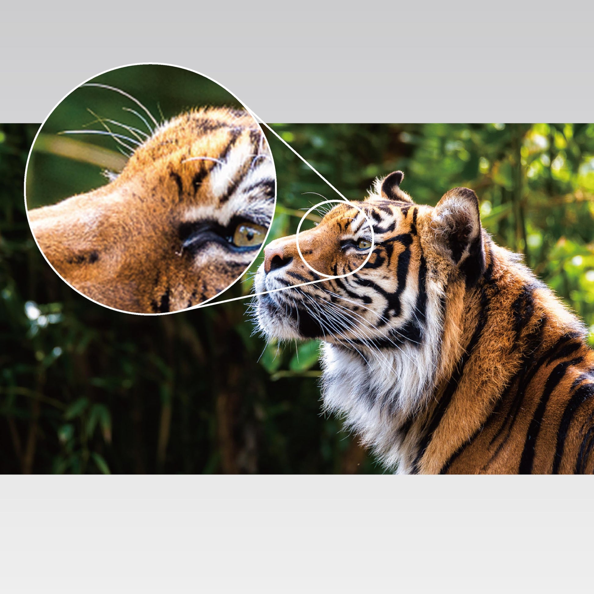 Proyector Portátil Epson PowerLite FH52+ Blanco Full HD con HDMI y Wifi Integrado