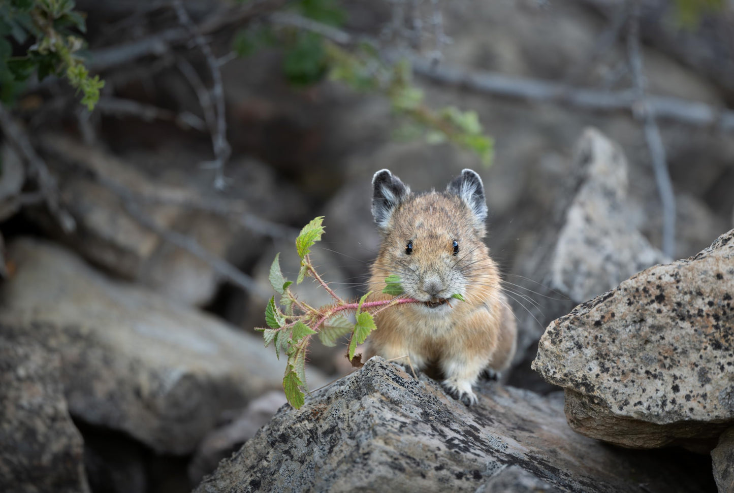 Lente Nikon Z 600mm f/6.3 VR S