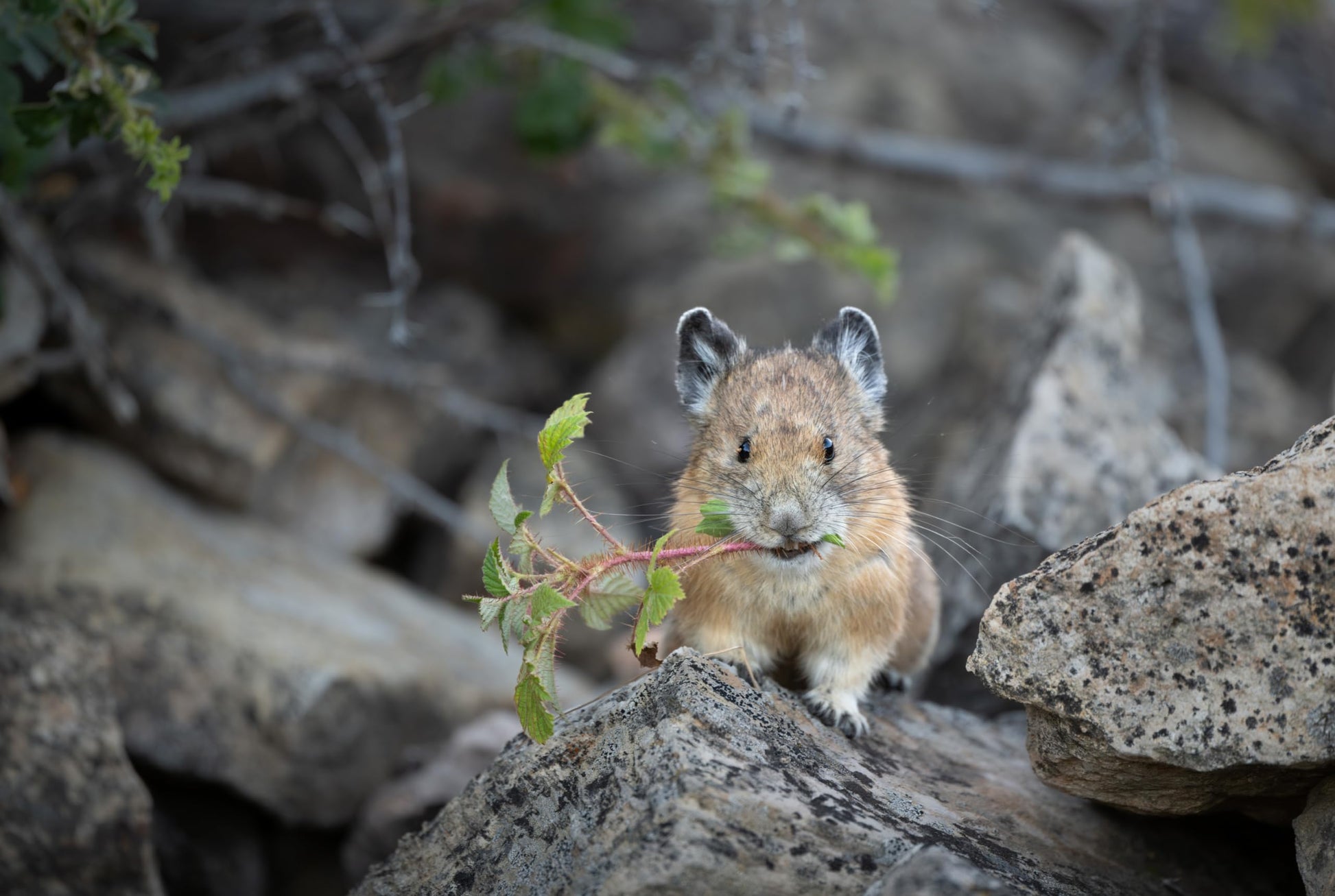 Lente Nikon Z 600mm f/6.3 VR S