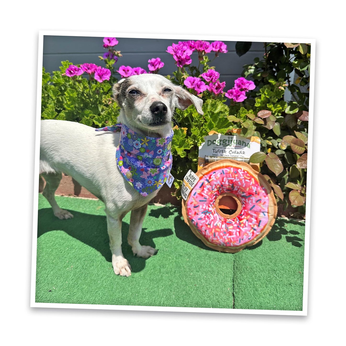 Juguete Interactivo para Perros Doggijuana Rosquilla Recargable con Zacate Gatera Orgánica Calmante Natural