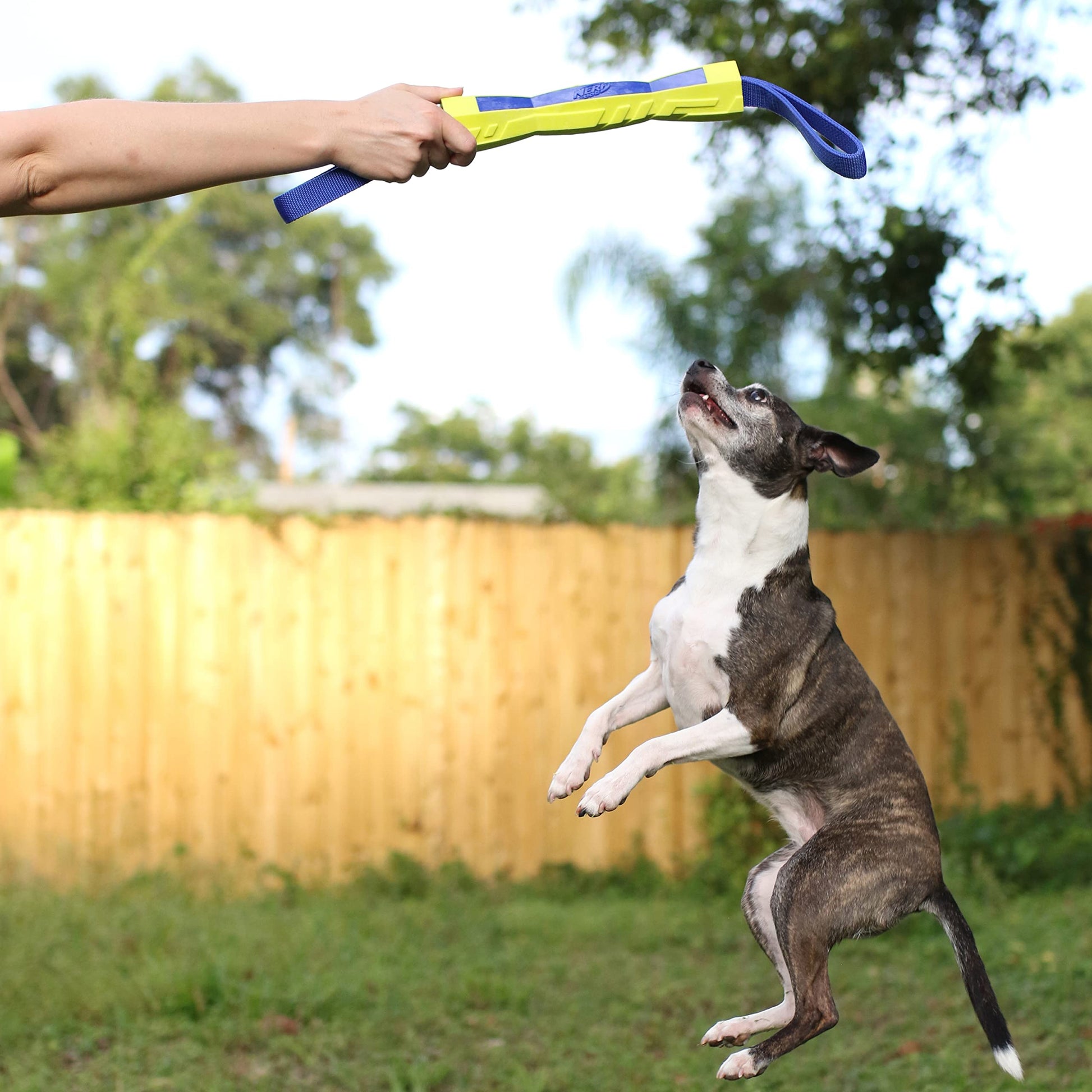 Palo de Competición Nerf Dog Azul Verde Megaton 30,5 cm