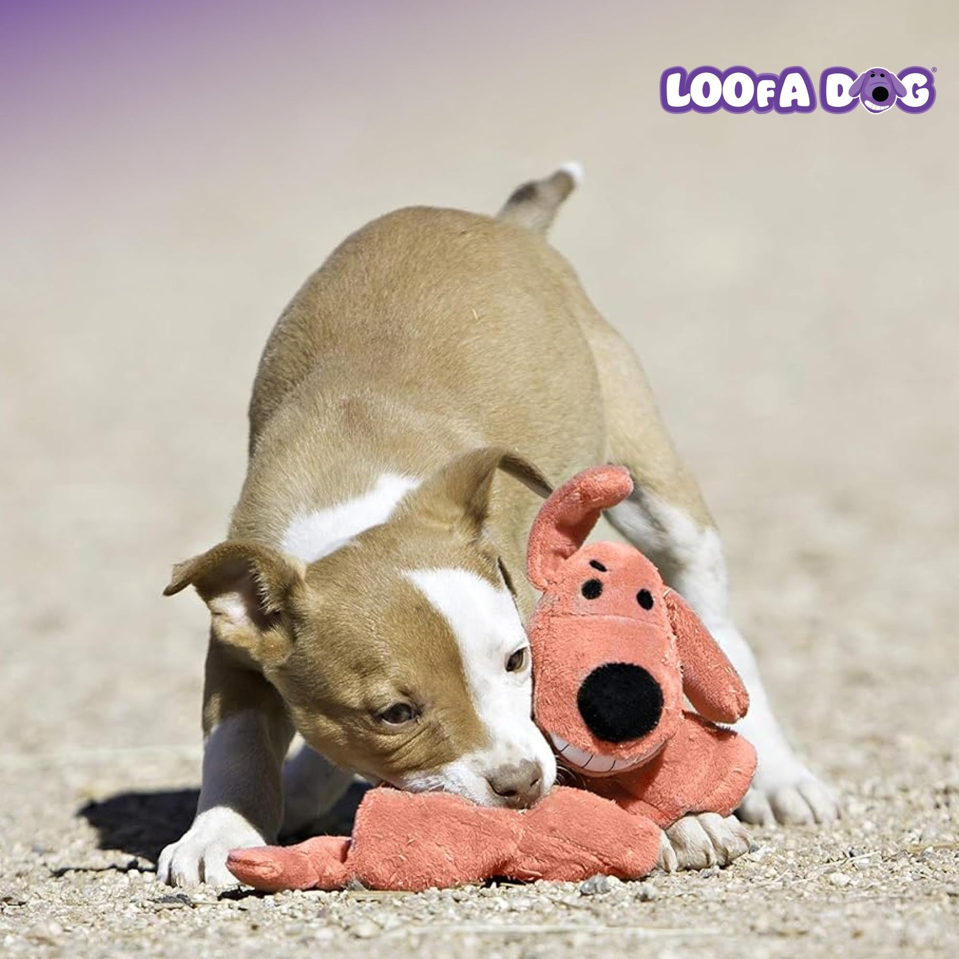 Loofa Dog 12" Plush Dog Toy, Colors May Vary