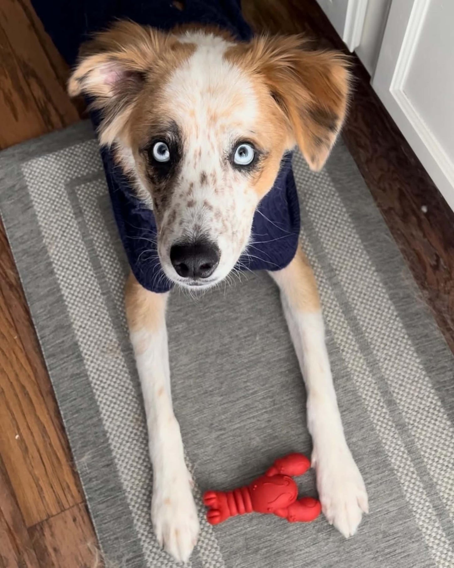 Juguete para Perros Nylabone Langosta Sabor Filet Mignon para Masticadores Agresivos