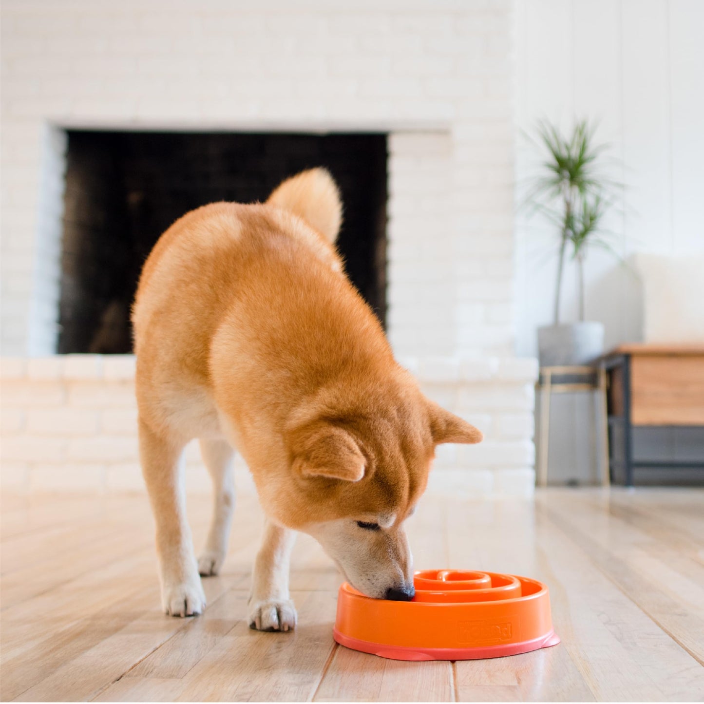 Comedero para Perro Outward Hound Naranja Mediano