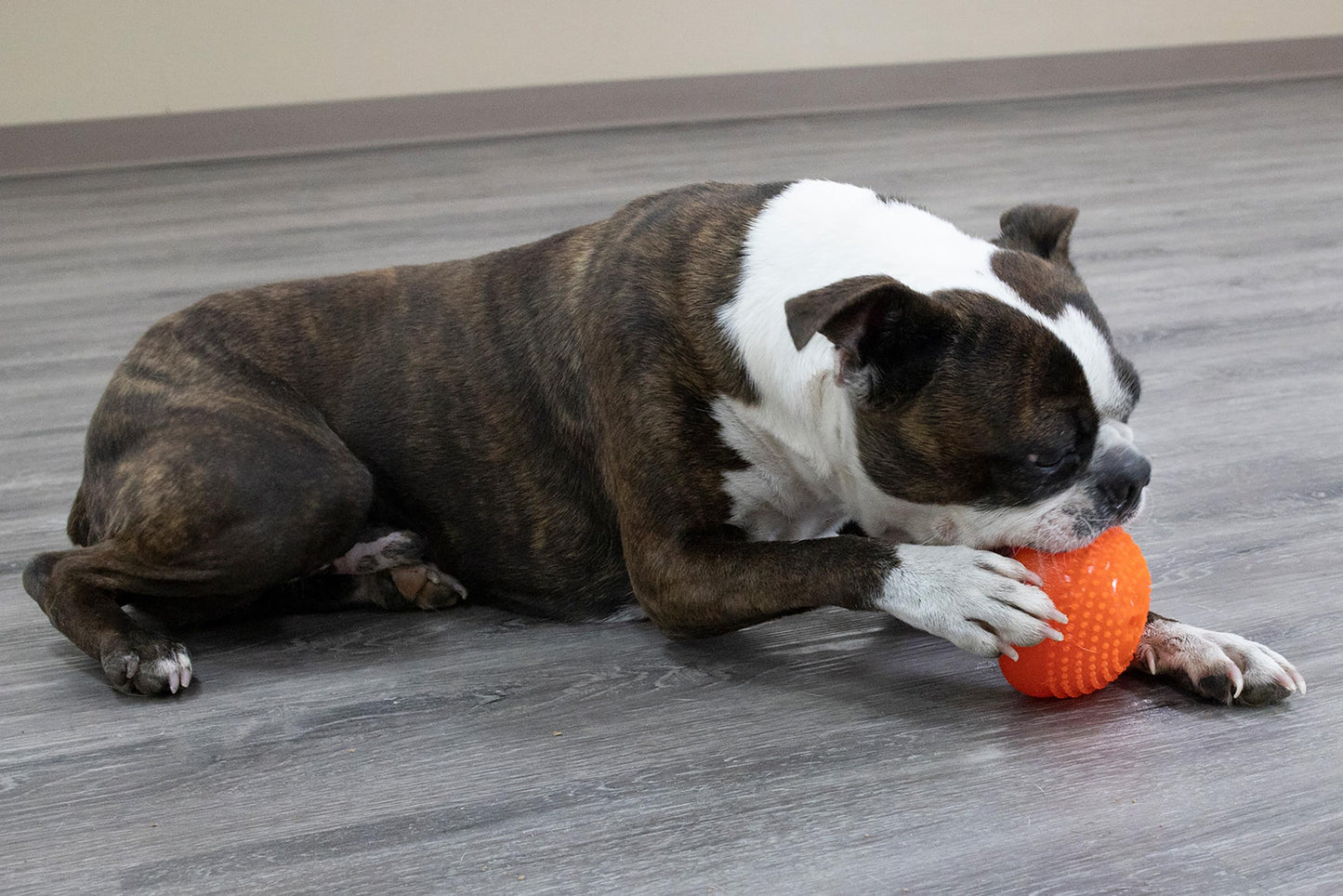 Juguete Masticable Starmark Everlasting Treat Bento Ball Mediano para Perro