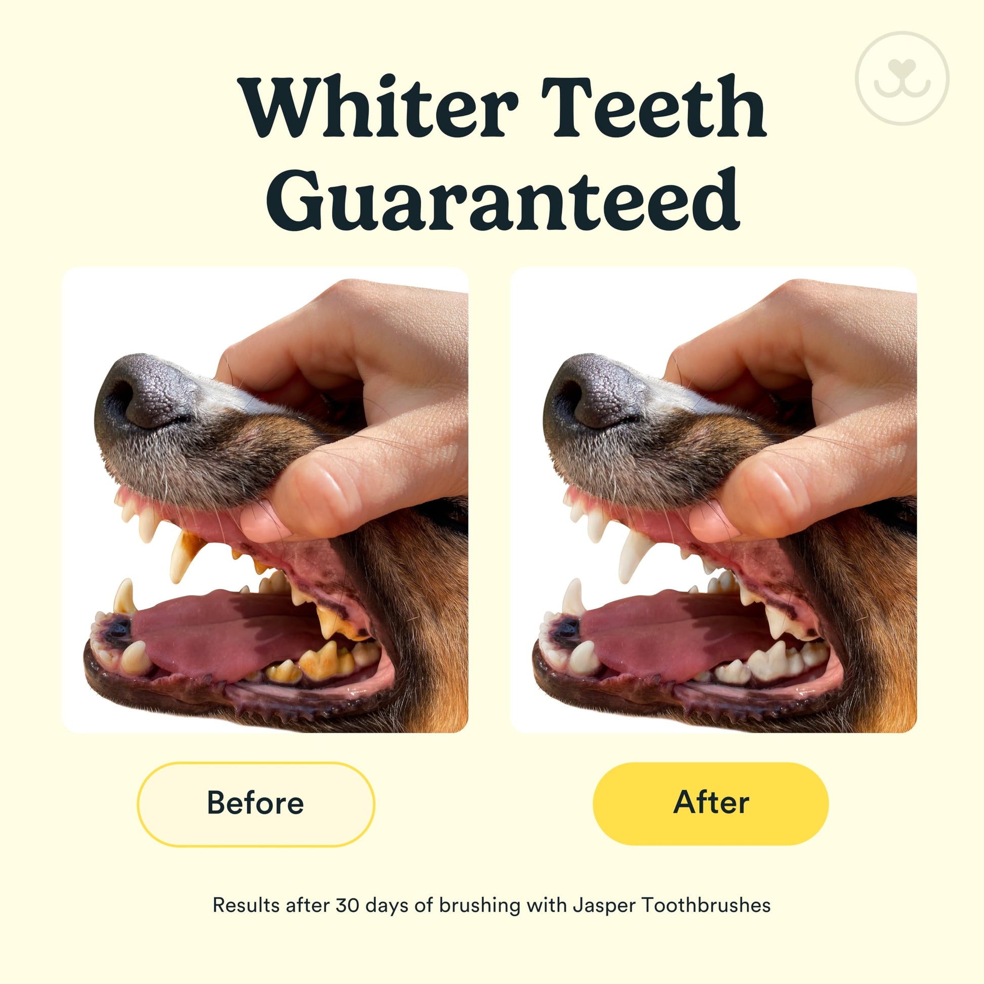 Cepillo de dientes de perro Barkley's 360º – Diseño ergonómico – Cerdas envolventes completas para una fácil limpieza – Juego de 2 unidades, transparente