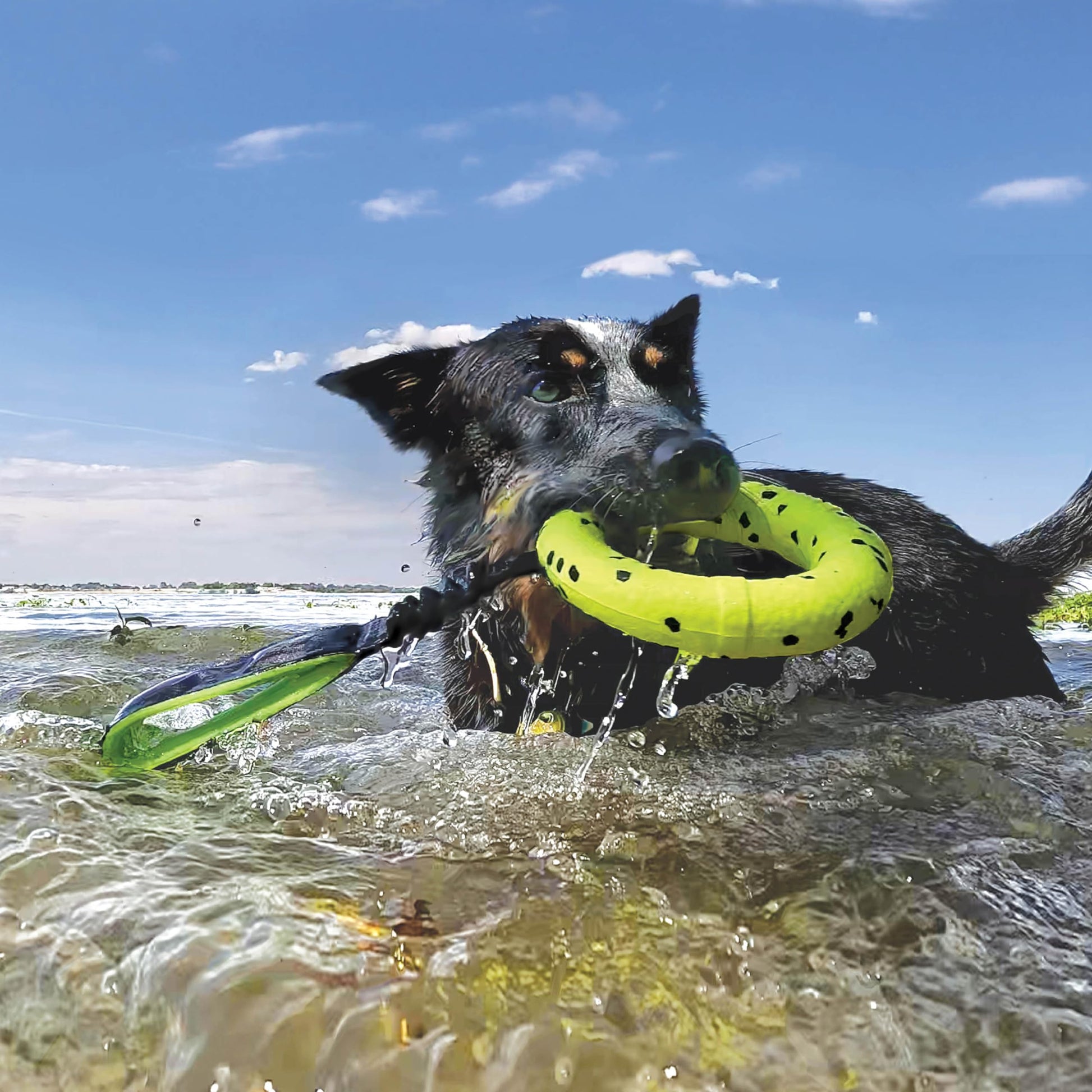 Kong Tiron Reflex para Perro