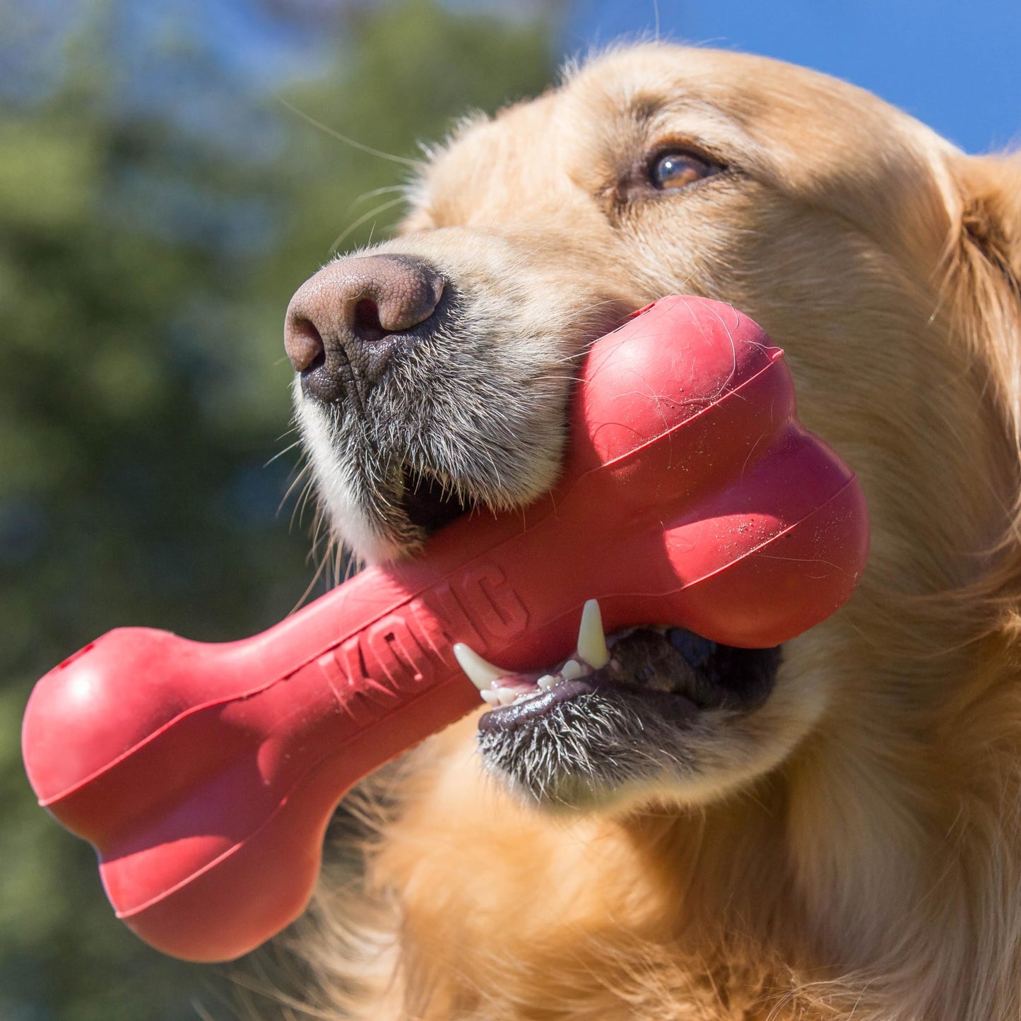 Kong Goodie Bone Juguete para Perro con Forma de Hueso, color Rojo, Chico
