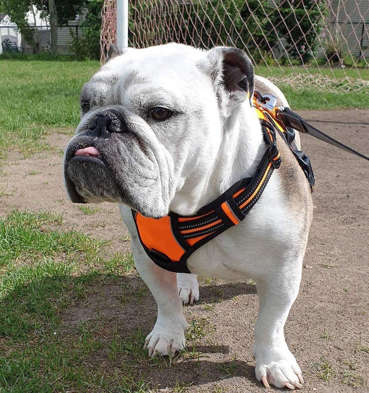 Arnés Perro Rabbitgoo Naranja Reflectante Antitirones Pechera Ajustable Tamaño Grande