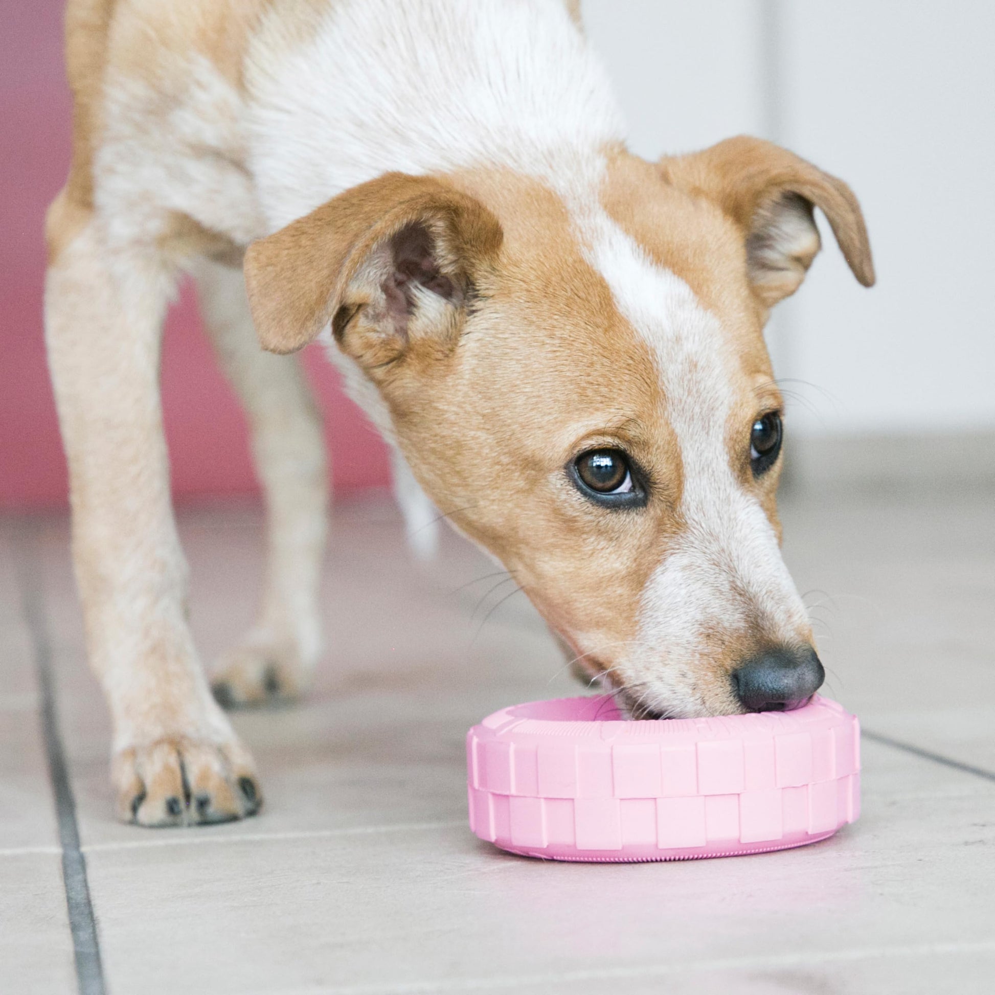Kong Puppy Tires, color Rosa/Azul, Chico