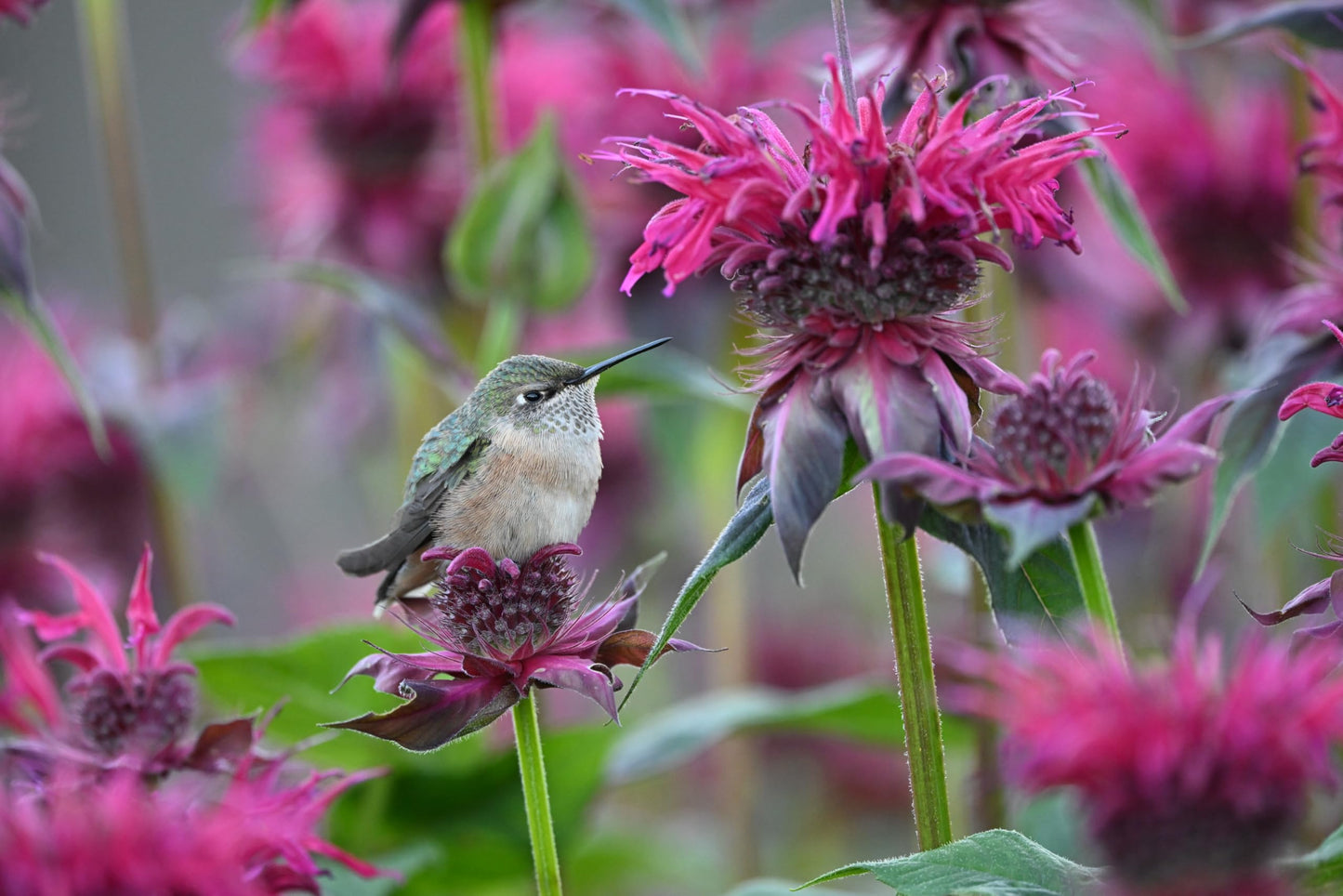 Lente Nikon Z 600mm f/6.3 VR S