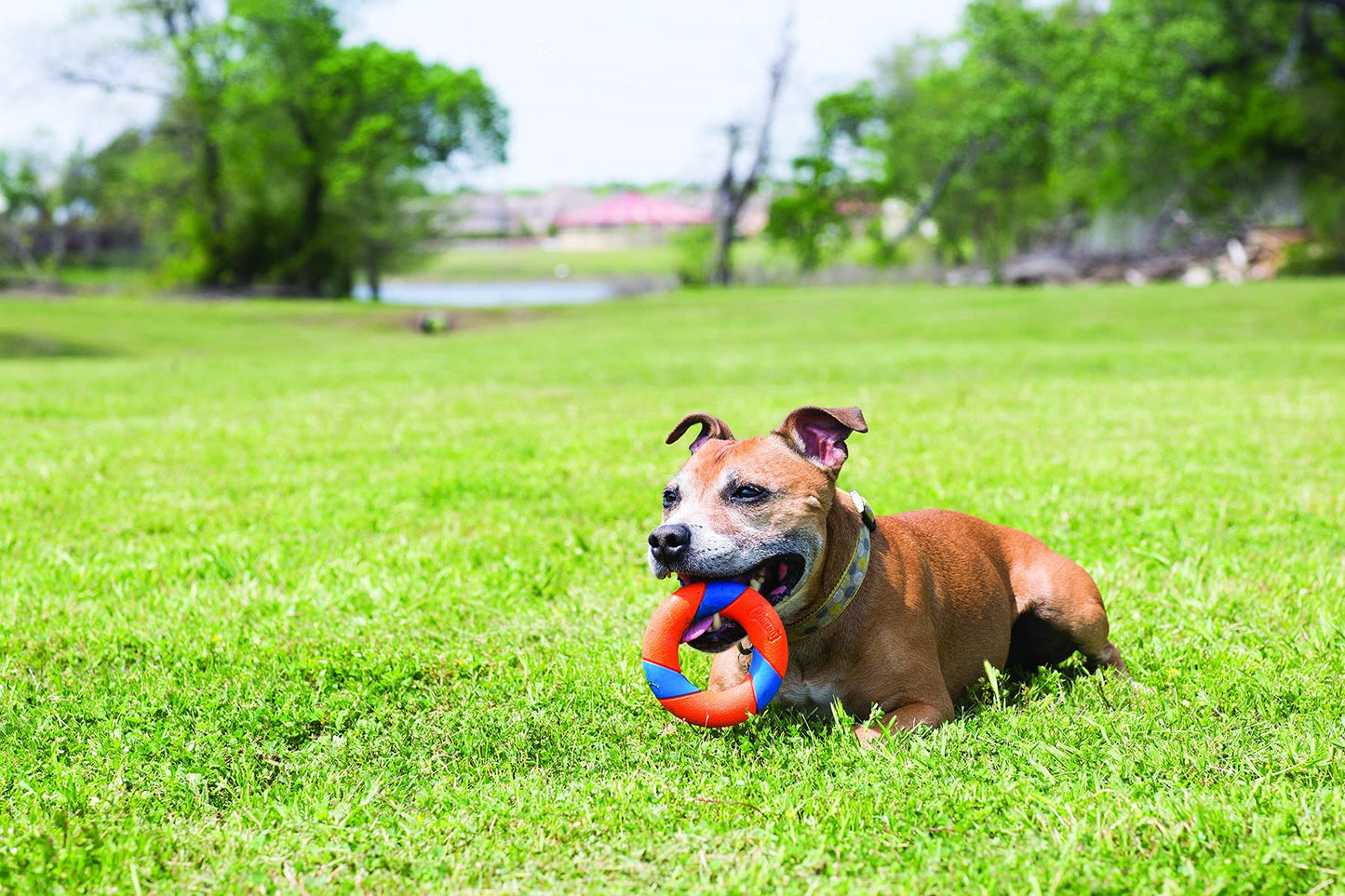 Chuckit! UltraRing Fetch and Chase - Juguete para Perros al Aire última intervensión