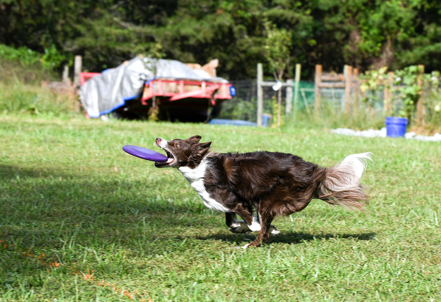 Juguete para Perro Frisbee, Flexible, Excelente Material, Diferentes Colores, 2 Tamaños. (Chico, Naranja)