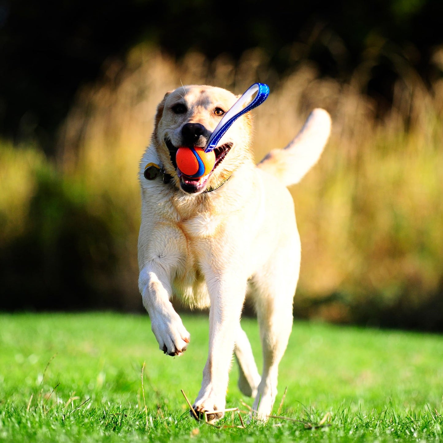 Chuck It Do831301 Pelota Ultra Tug, Grande, Colores Surtidos
