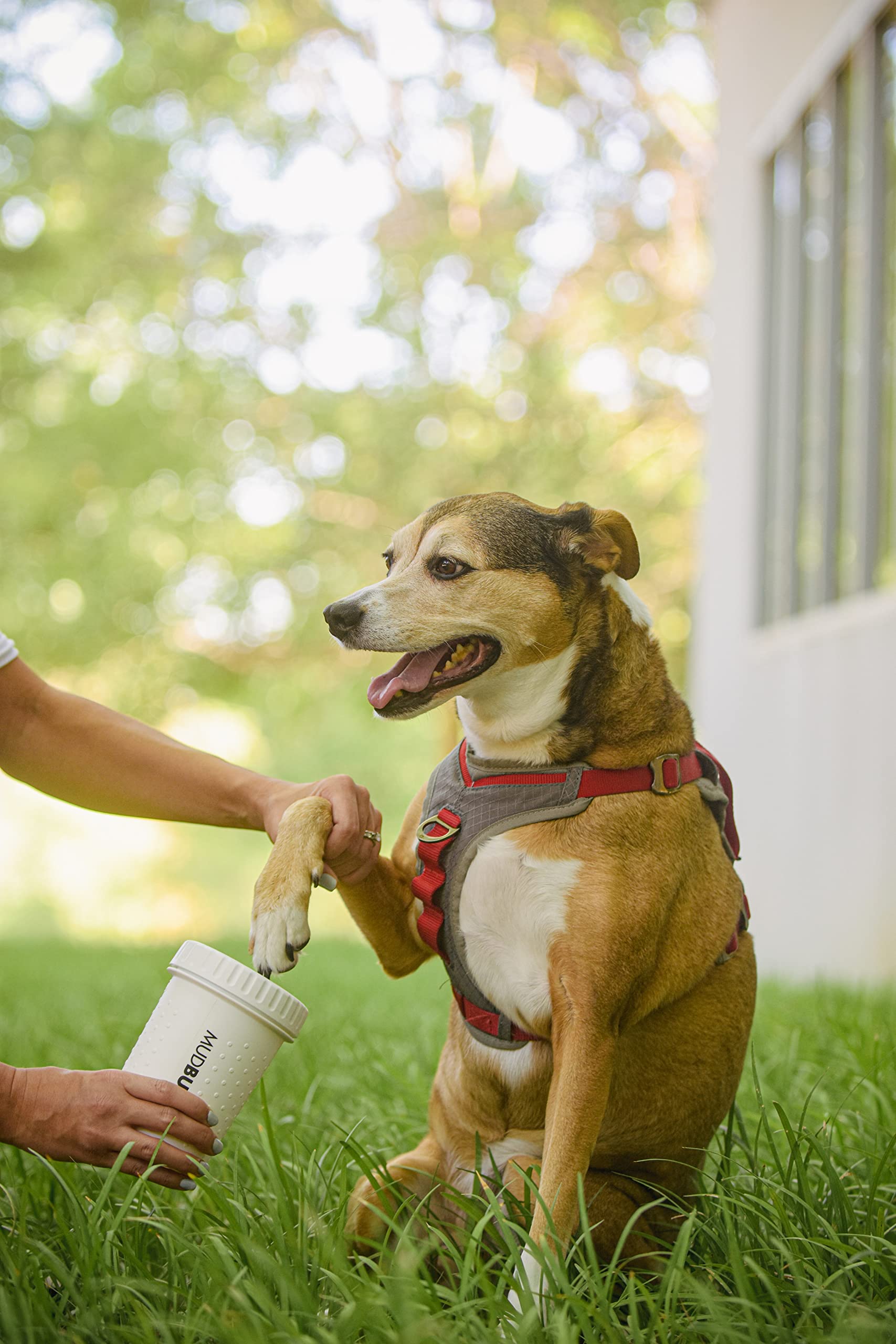 Dexas MudBuster - Limpiador portátil para Patas de Perro, Mediano, Blanco Brillante, edición Especial