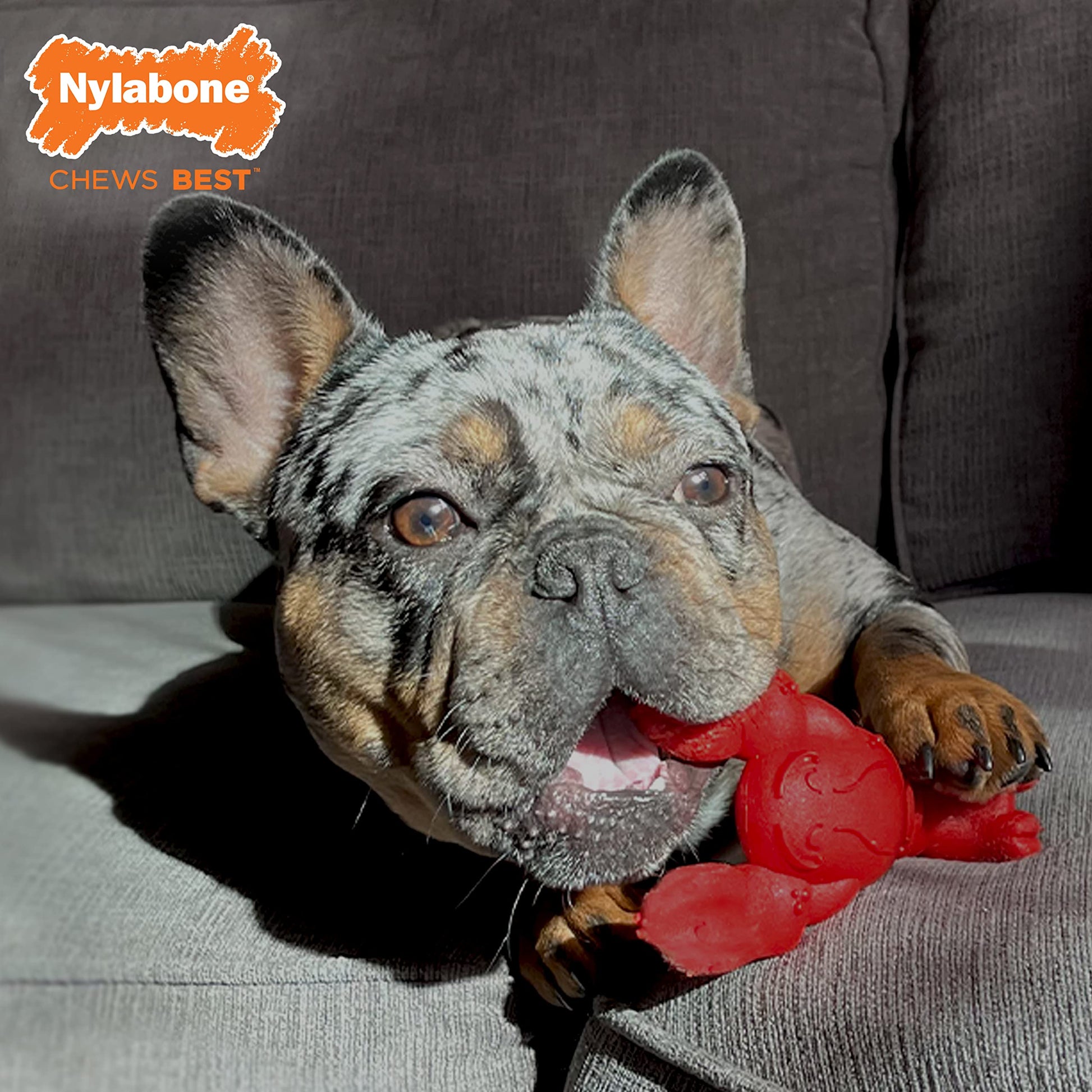 Juguete para Perros Nylabone Langosta Sabor Filet Mignon para Masticadores Agresivos