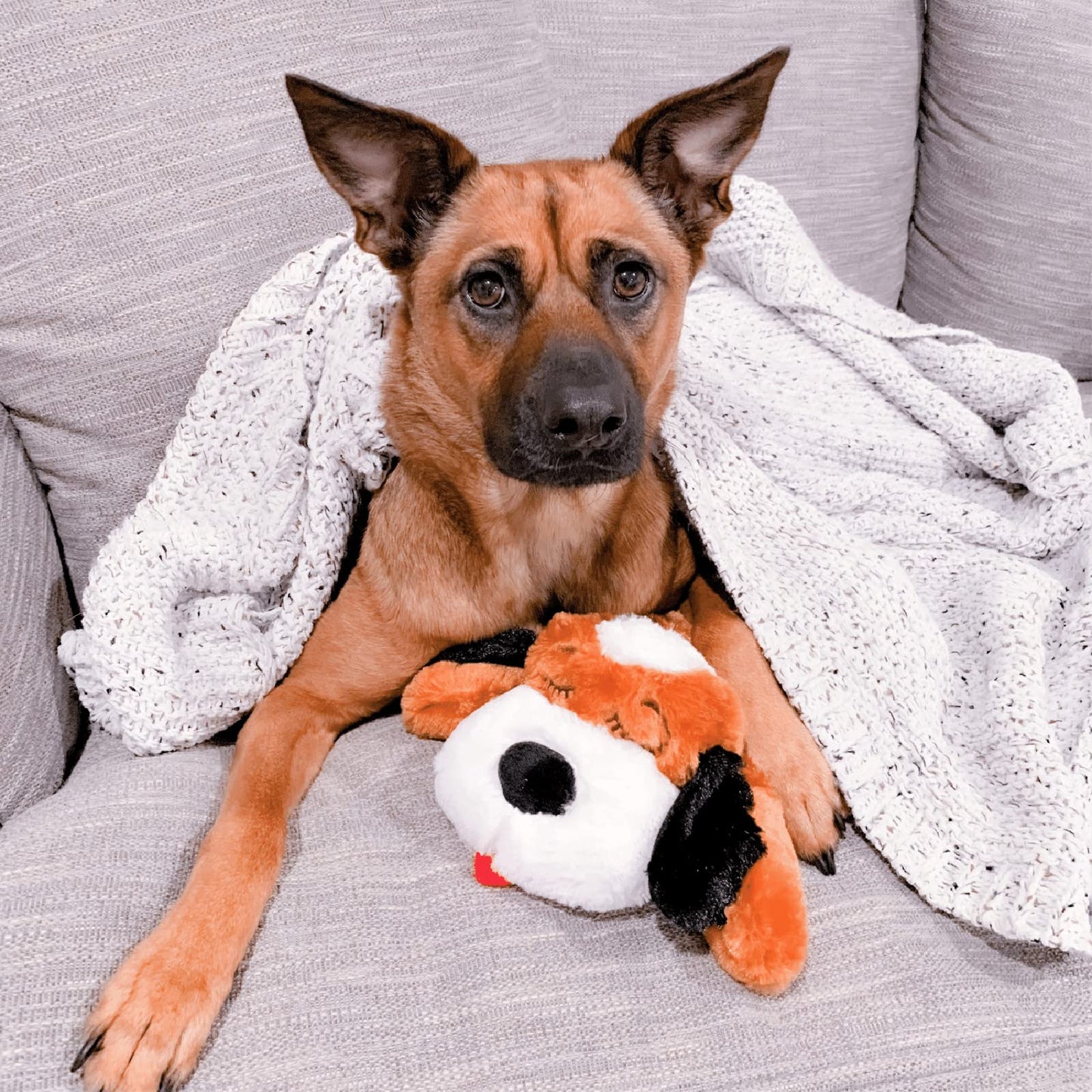 Juguete Comportamental Smart Pet Love Brown and White