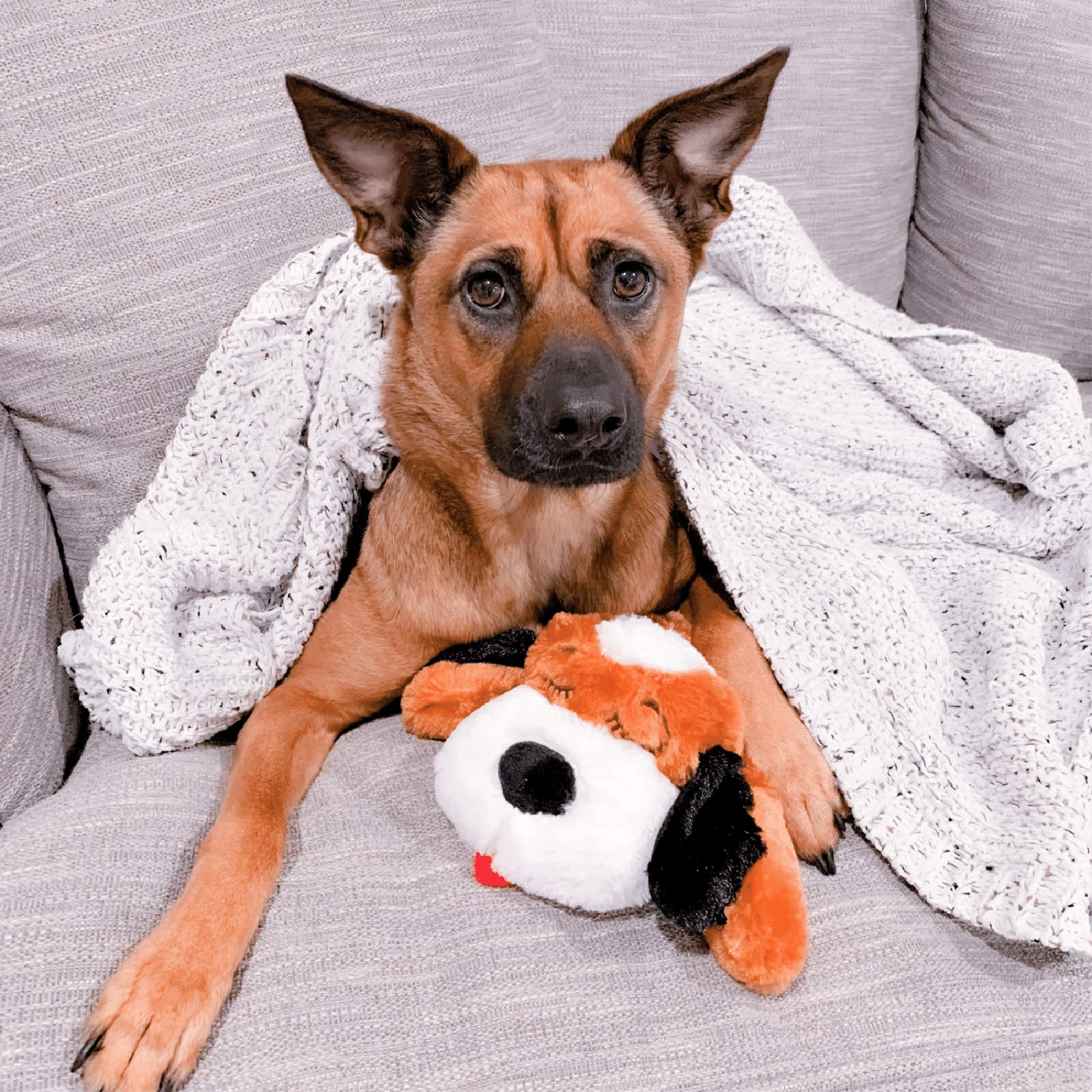 Juguete Comportamental Smart Pet Love Brown and White