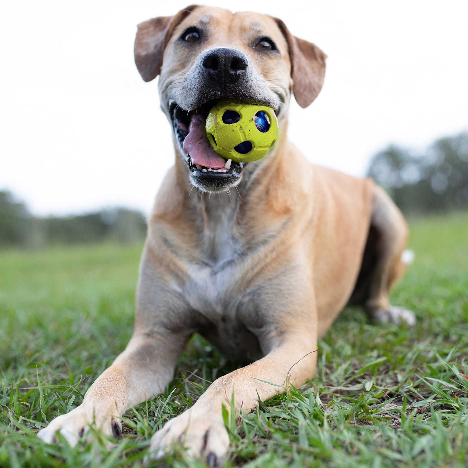 Juguete para Perro Nerf Dog Verde con LED Interactivo, Ligero y Resistente al Agua para Razas Medianas o Grandes