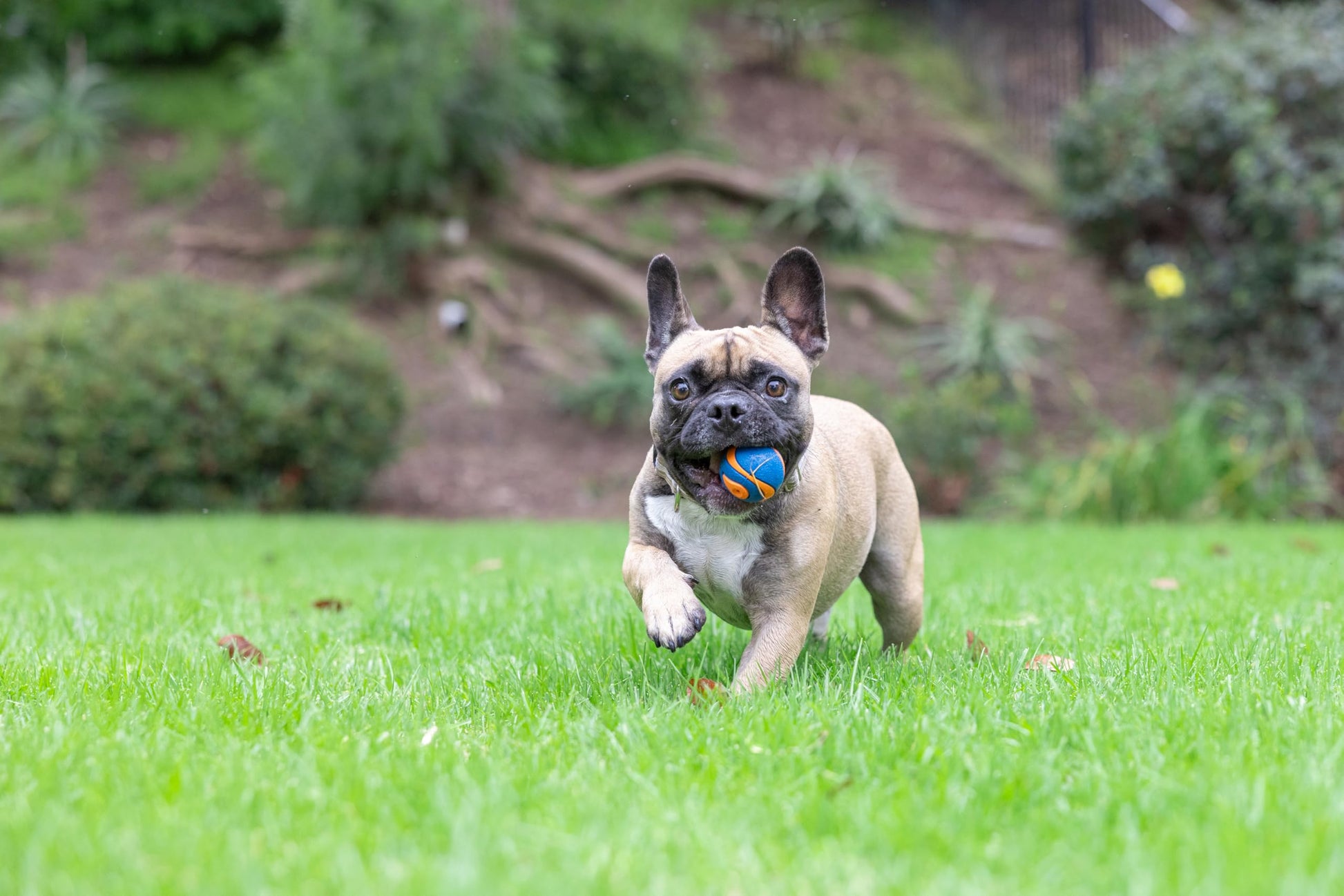 Chuckit! Ultra Squeaker Ball, Multicolor, Pequeño