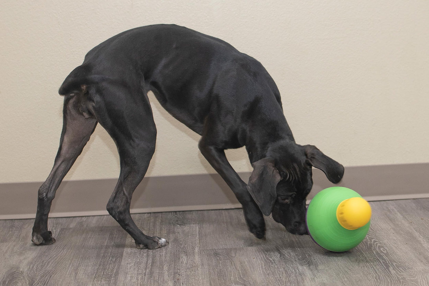 Juguete para Perro Starmark Amarillo Dispensador de Premios para Todas las Razas