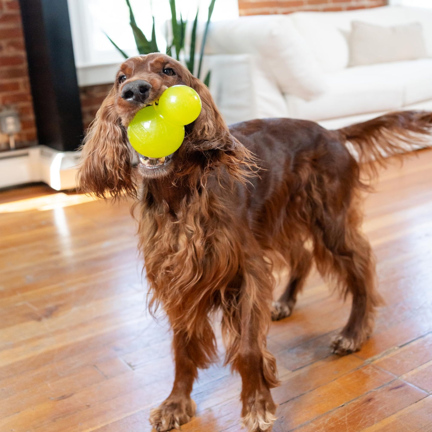 Juguete para Perros Outward Hound Verde Interactivo y Duradero, Grande