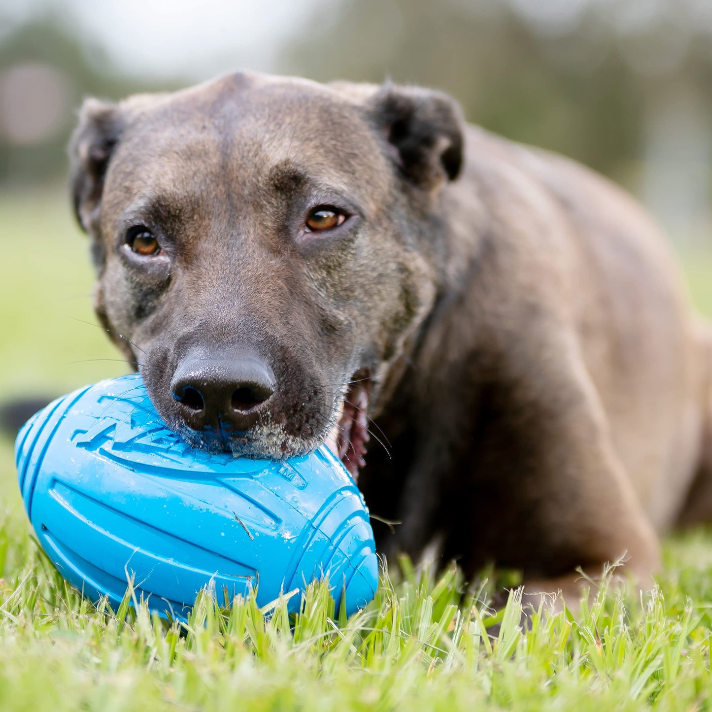 Balón de Fútbol Nerf Dog Azul con Squeaker
