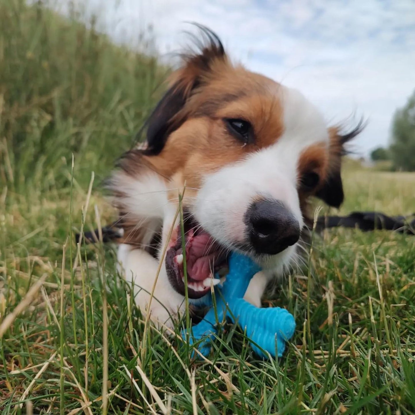 Juguete para Masticar Nylabone Dura Chew "X" Sabor Res para Perro
