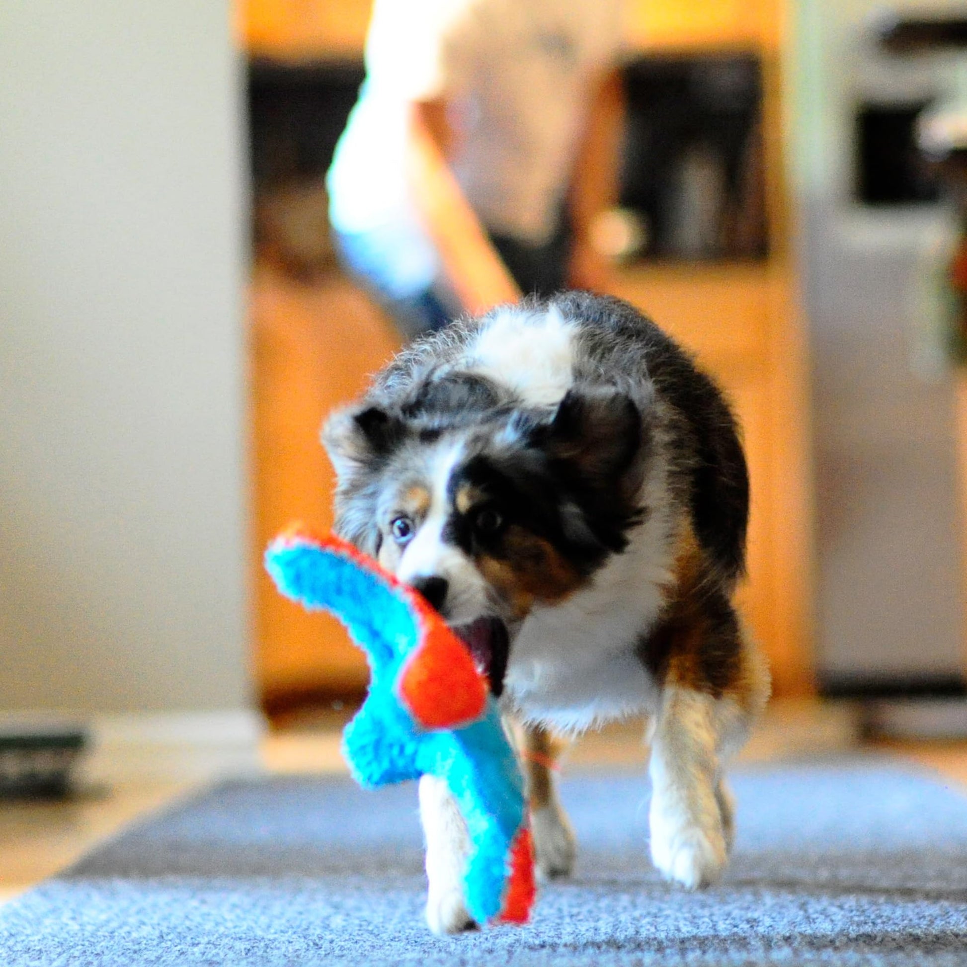 Chuckit! Juguete para Perro de Ardilla Interior
