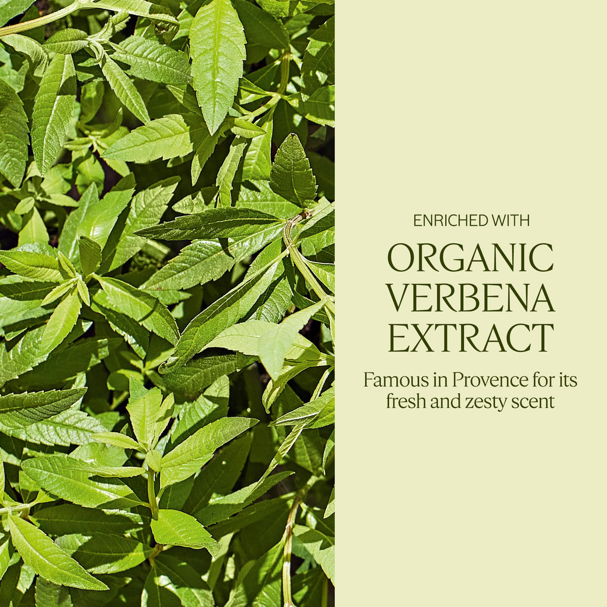 L'Occitane Jabón Karité Verbena 250gr