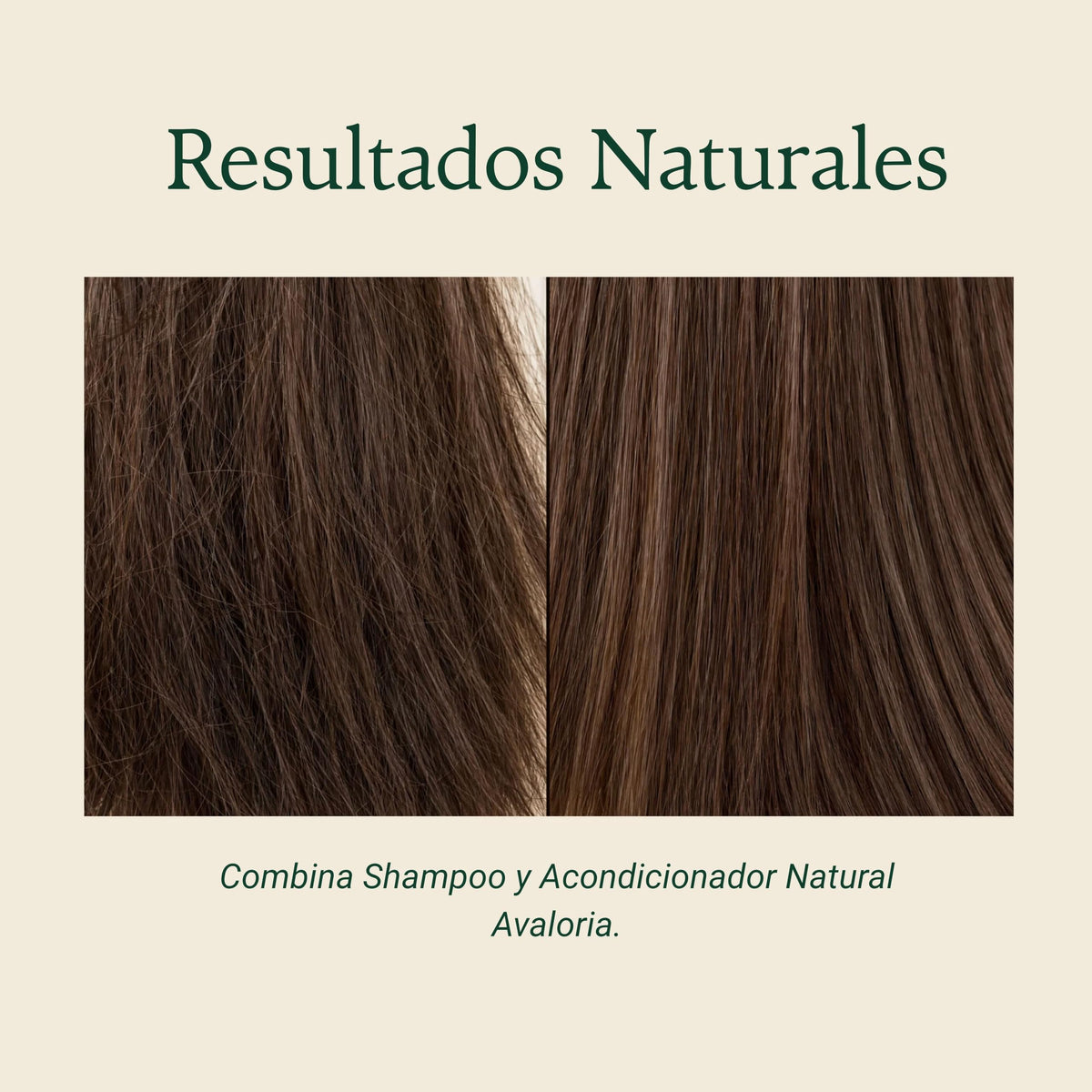 Avaloria Acondicionador Sin Sulfatos, Parabenos ni Sales – Anticaída con Romero – Extracto 100% Natural con 10 Hierbas – Hidratación, Brillo y Crecimiento – Herbal - 480 ml