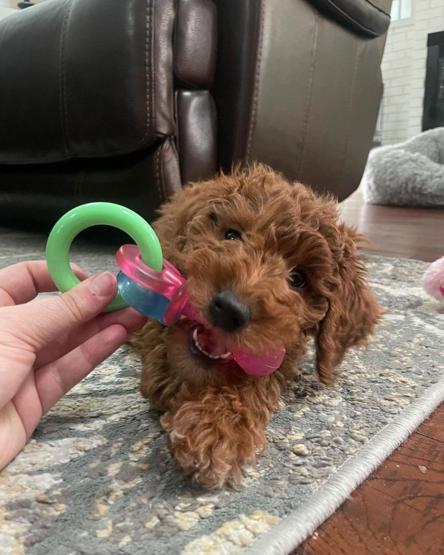 Hueso Nylabone TFN330P Rosa Dentando Talla Extra Chico
