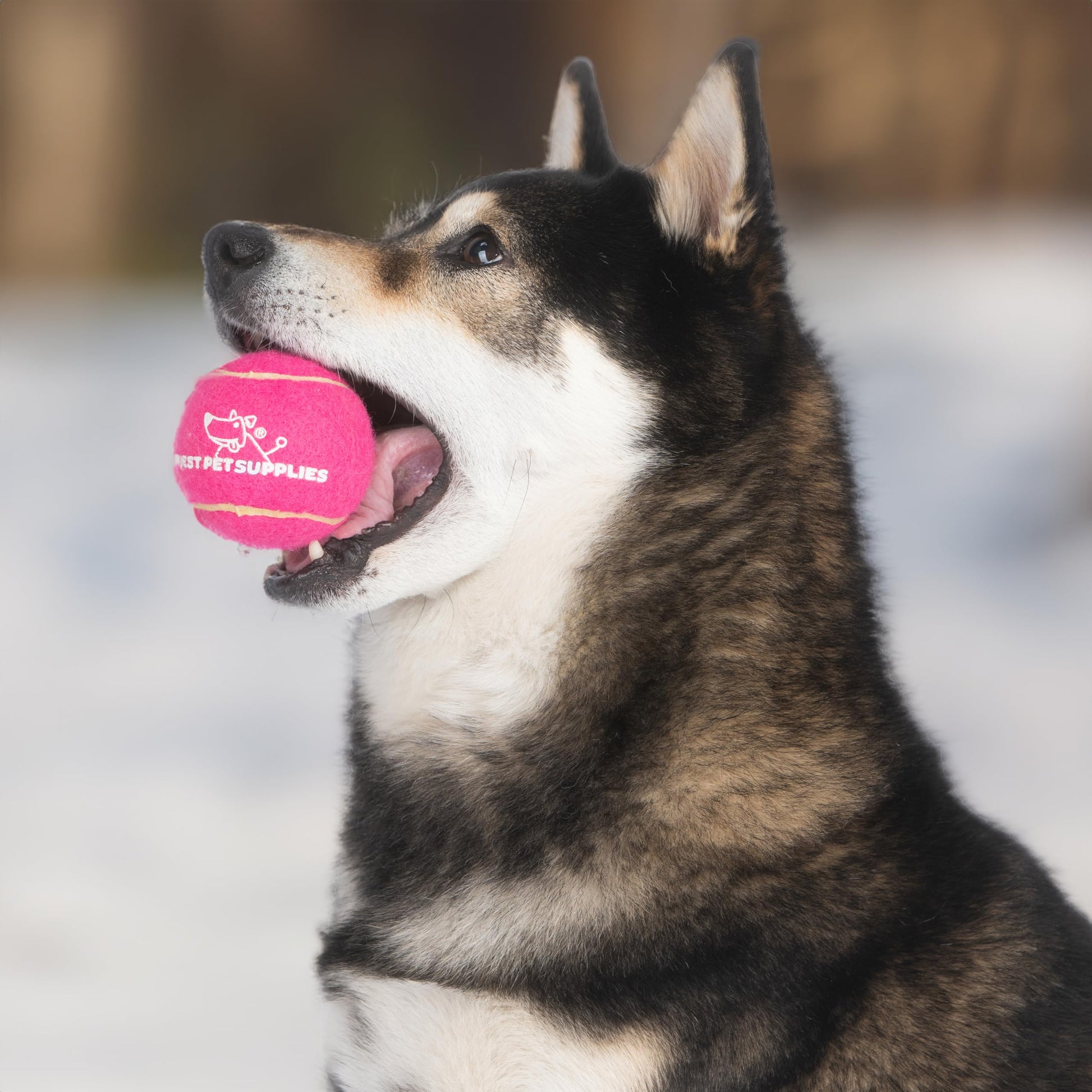 Best Pet Supplies - Pelotas de Tenis chirriantes para Perros, Paquete de 8, Juguetes interactivos de Alta Resistencia para lanzar y Buscar, apoya el Ejercicio y el Entrenamiento de Comportamiento