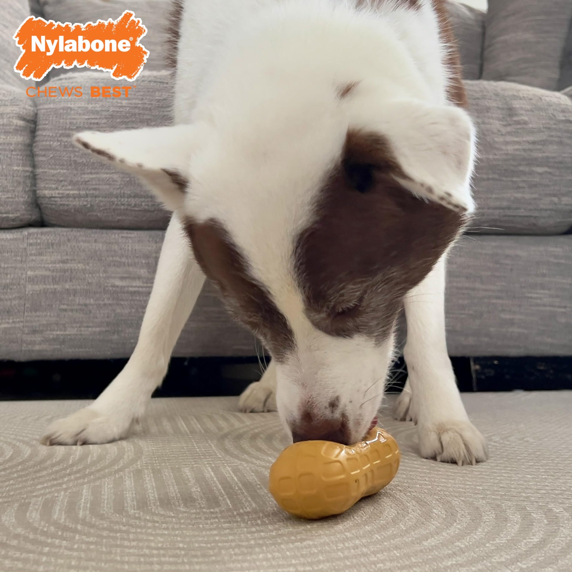 Juguete Masticable Nylabone Maní Sabor Mantequilla para Perros
