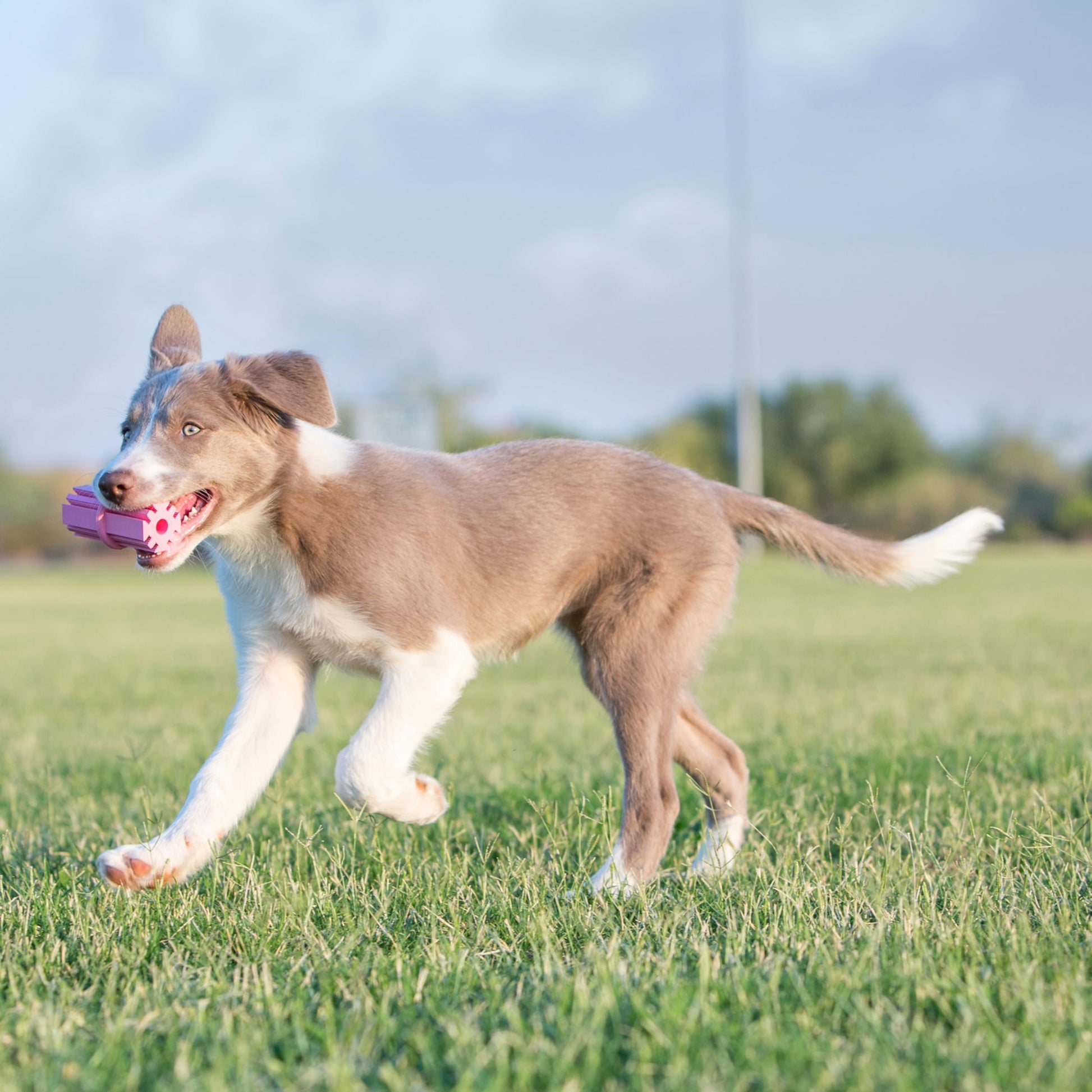 KONG Juguete en Forma de Barra para Cachorros en Dentición, pequeño
