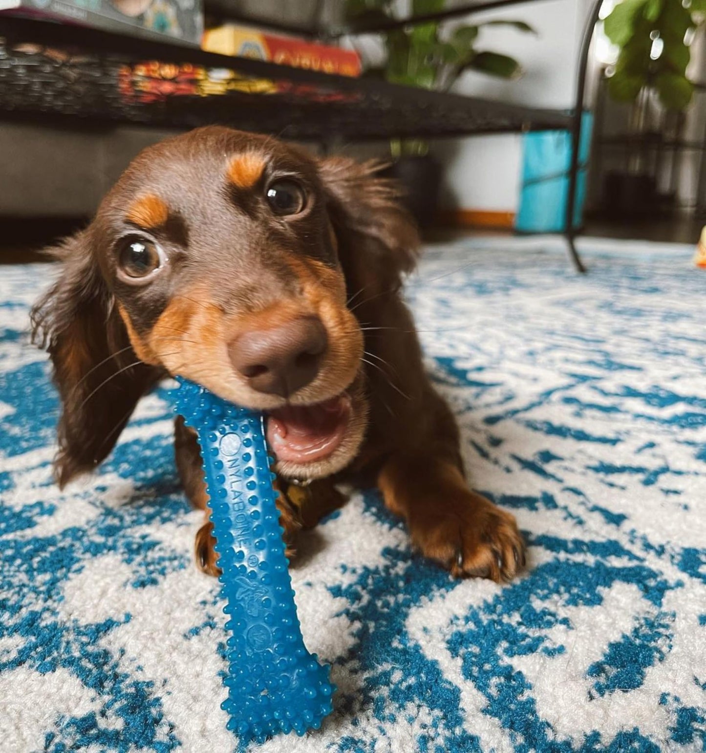 Juguetes Dentales para Perros Pequeños Nylabone FlexiChew Huesos