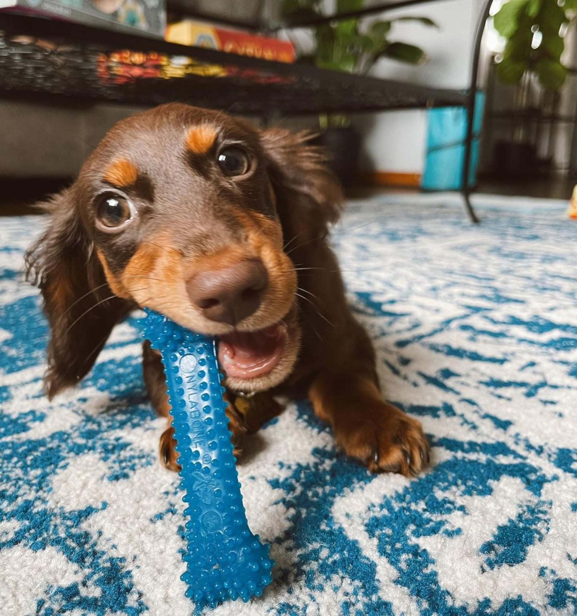 Juguetes Dentales para Perros Pequeños Nylabone FlexiChew Huesos