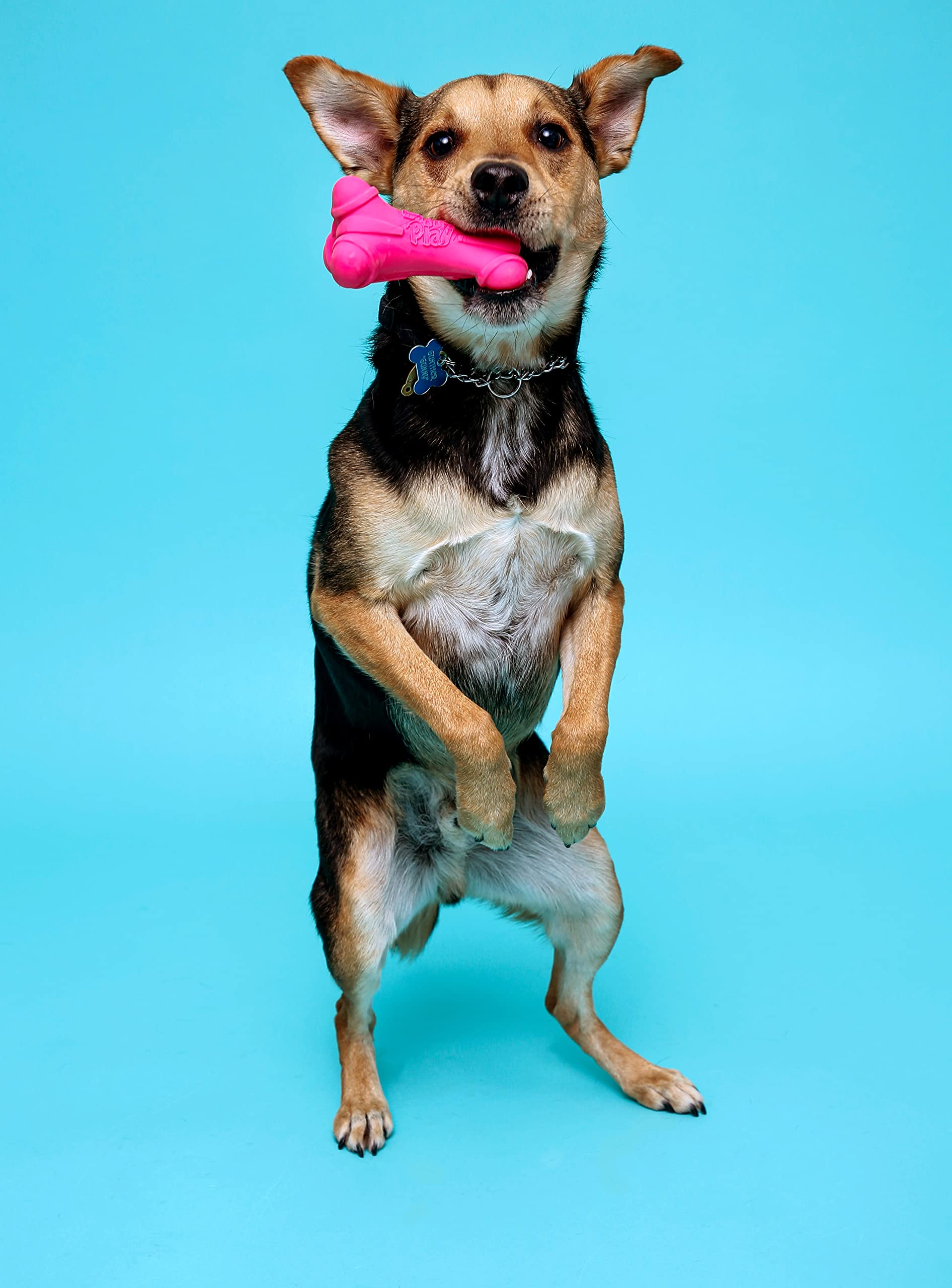 Hartz DuraPlay Bone Squeaky - Juguete de látex para Perro, Hueso Mediano, Paquete de 3