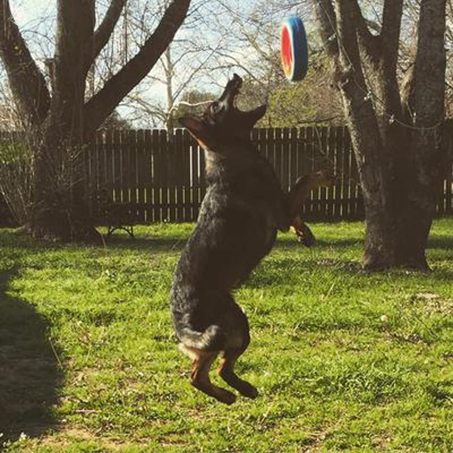 Chuckit! Fetch Wheel - Juguete para Perros al Aire última intervensión, Grande, para Razas Grandes