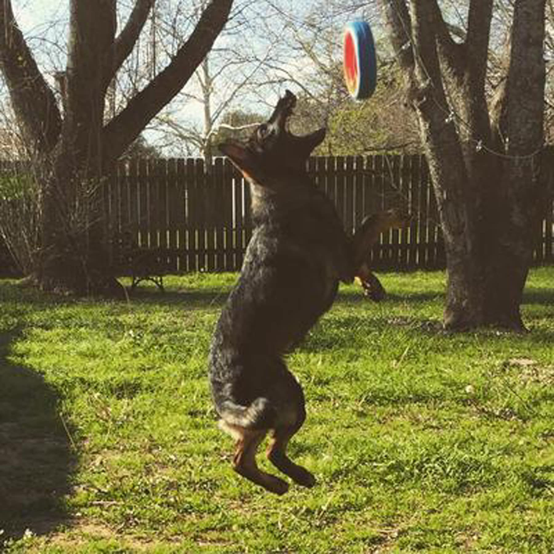 Chuckit! Fetch Wheel - Juguete para Perros al Aire última intervensión, Grande, para Razas Grandes