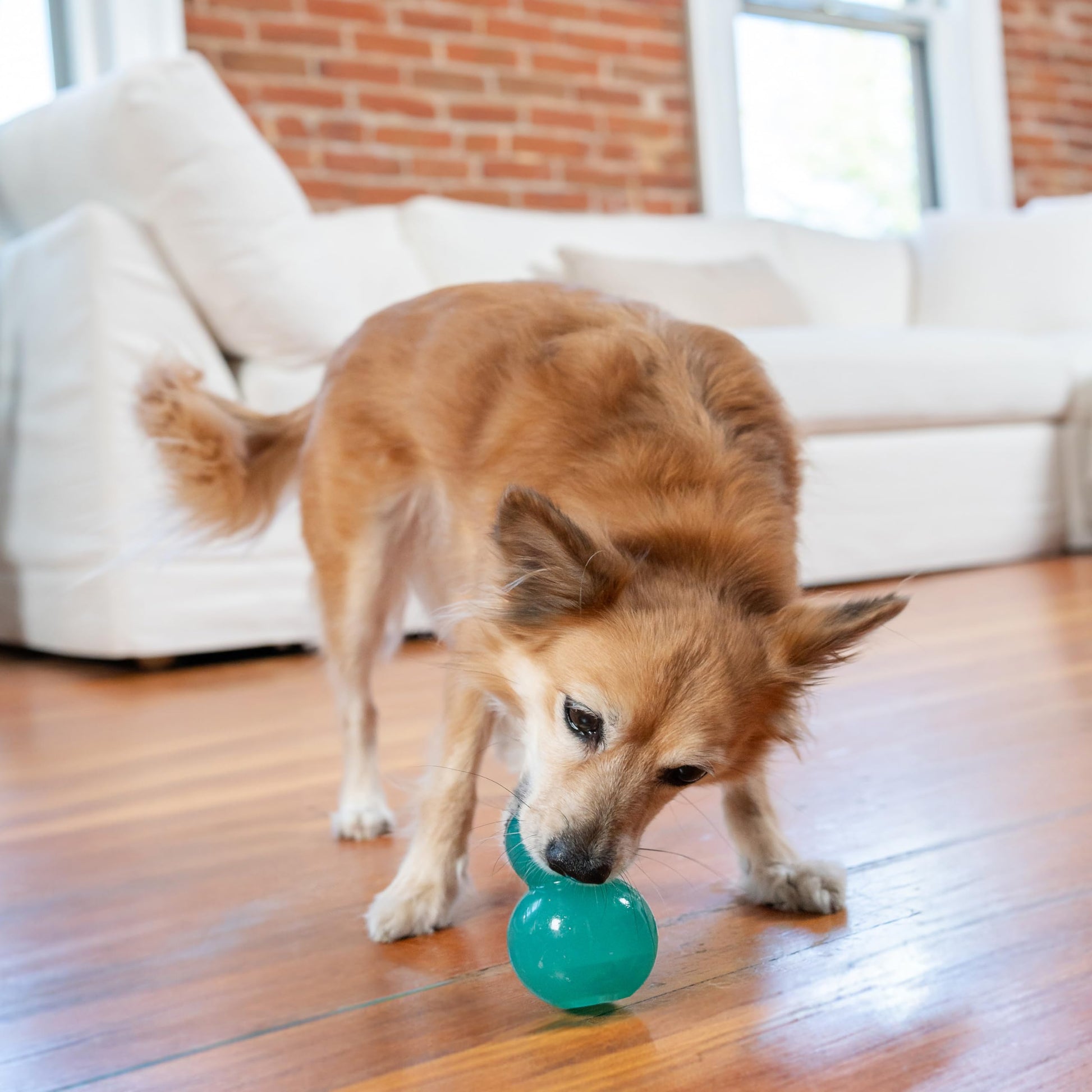 Juguete Masticable Interactivo Outward Hound Azul Mediano para Perro