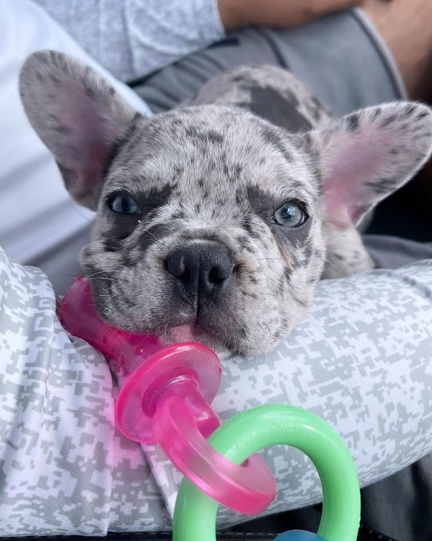 Hueso Nylabone TFN330P Rosa Dentando Talla Extra Chico