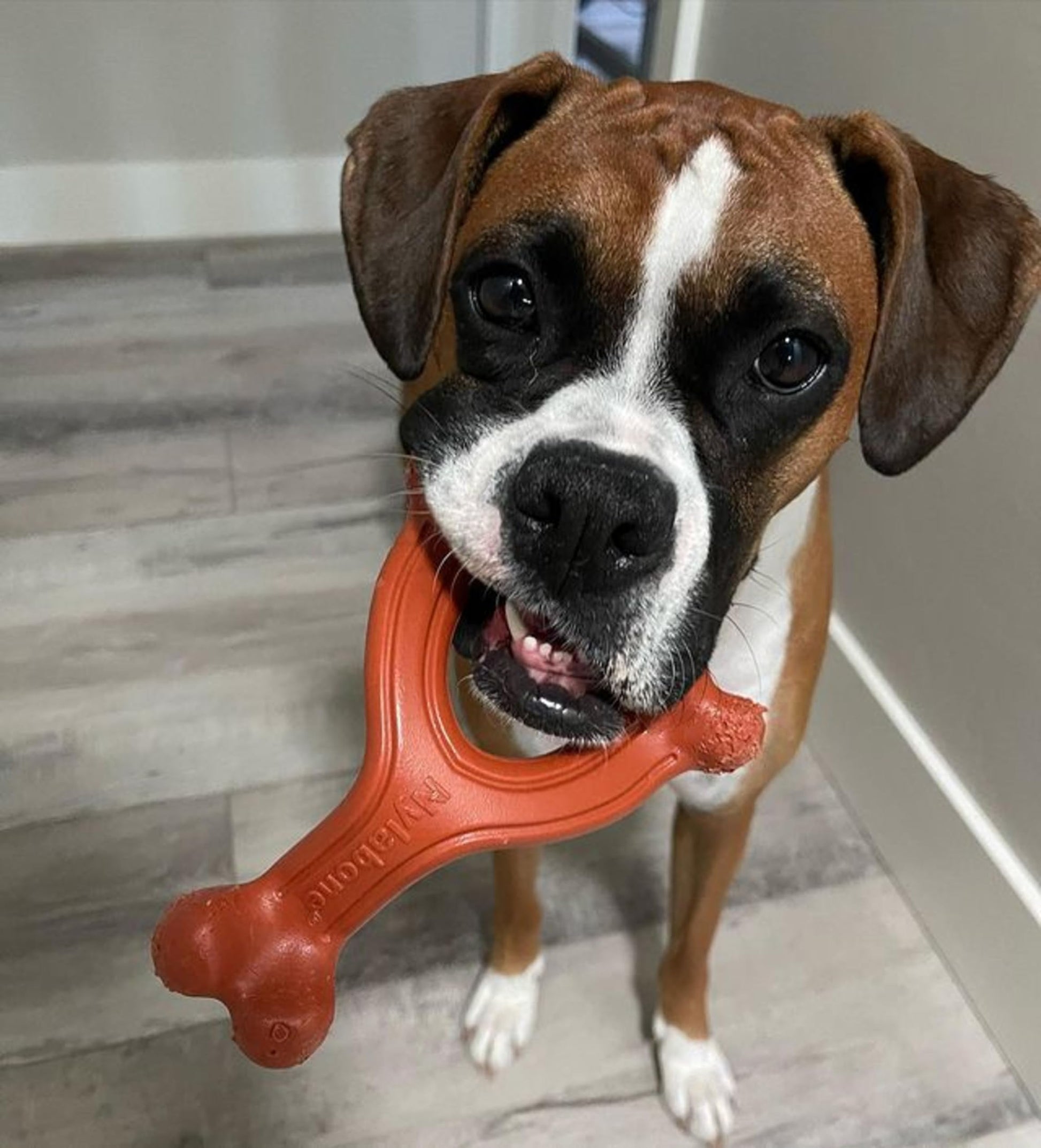 Juguete para Perro Nylabone Bisonte Ergonómico y Resistente para Perros Adultos Grandes/Gigantes